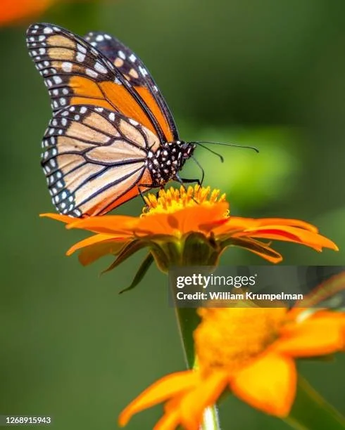 gettyimages-1268915943-612x612.jpg