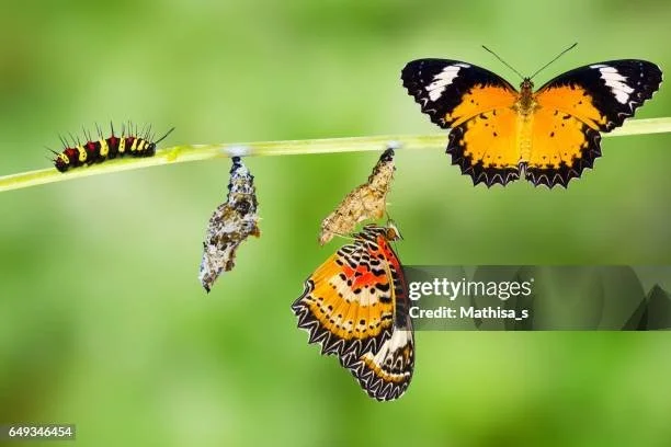 gettyimages-649346454-612x612.jpg