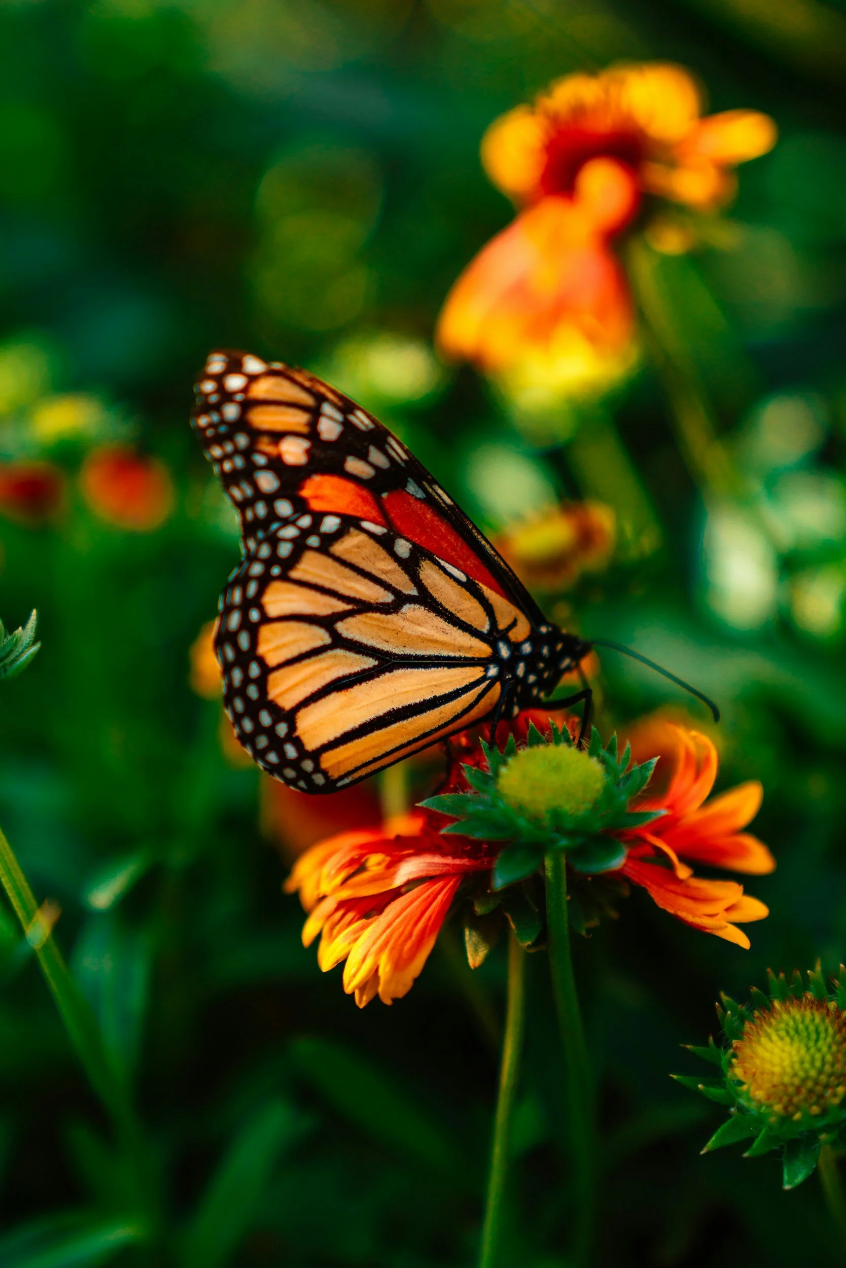 unsplash-image-S3fr8UIk3Ek.jpg