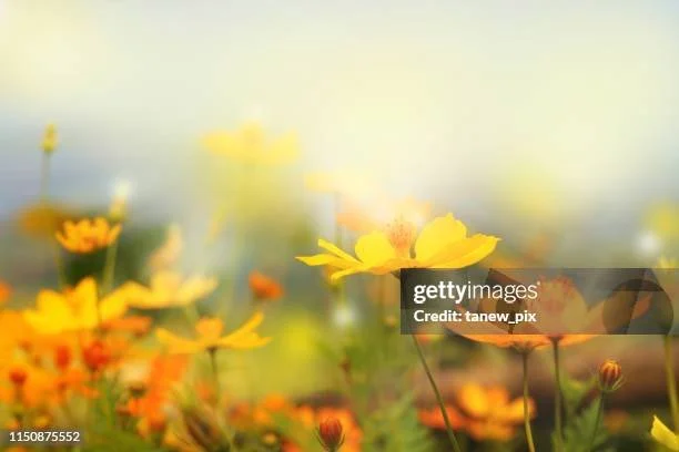 gettyimages-1150875552-612x612.jpg