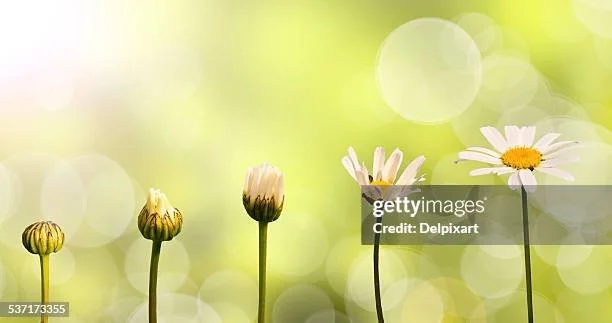 gettyimages-537173355-612x612.jpg