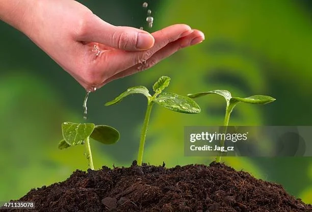 gettyimages-471135078-612x612.jpg