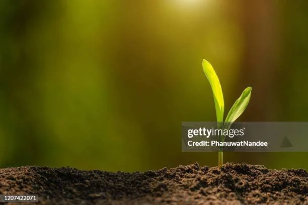 gettyimages-1207422071-612x612.jpg