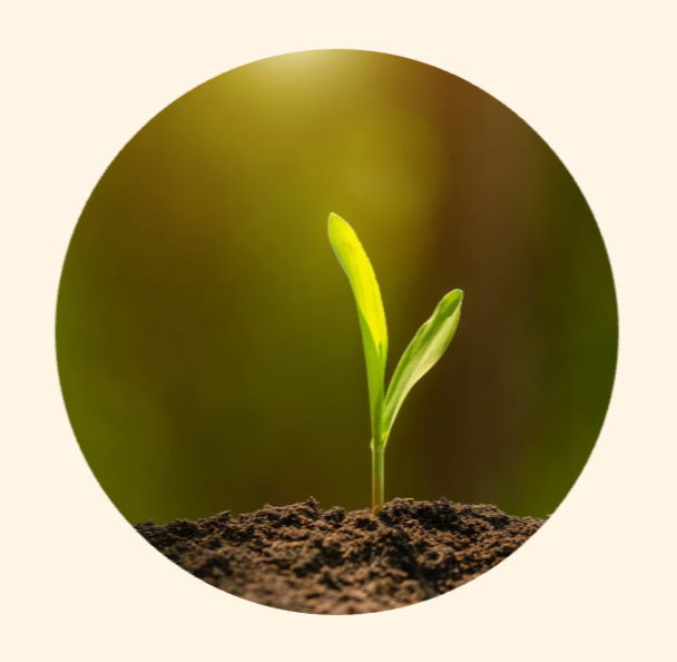 30-minute discovery call (free)