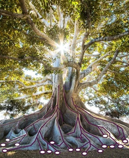 A large tree with extensive roots and lush green leaves, sunlight shining through the branches.