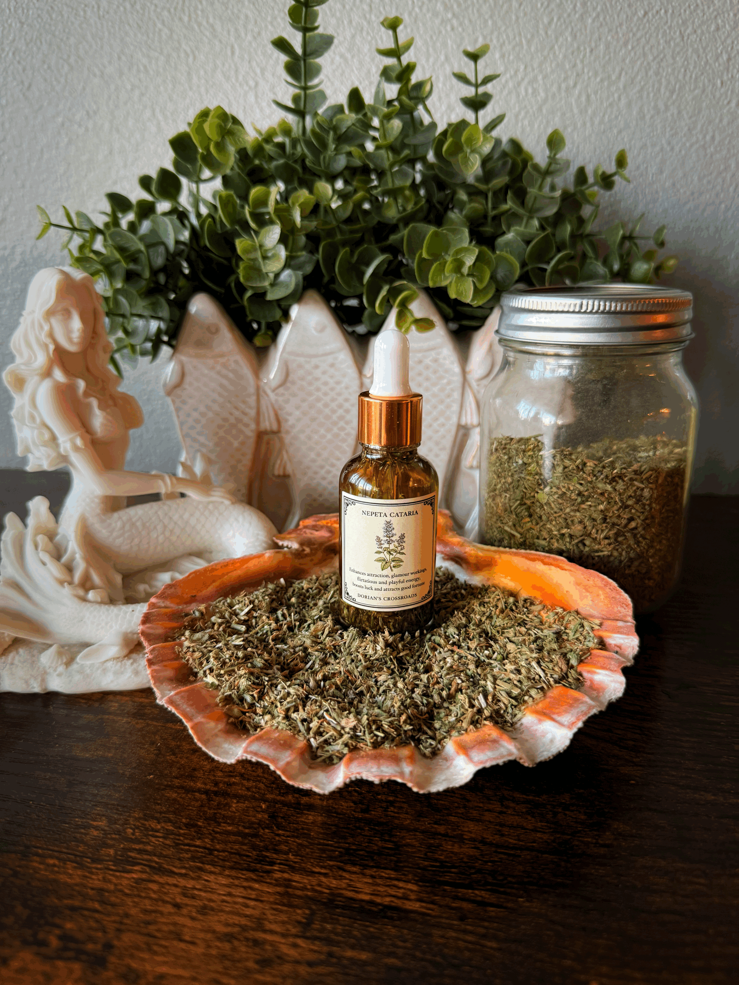 NEPETA CATARIA (Catnip)