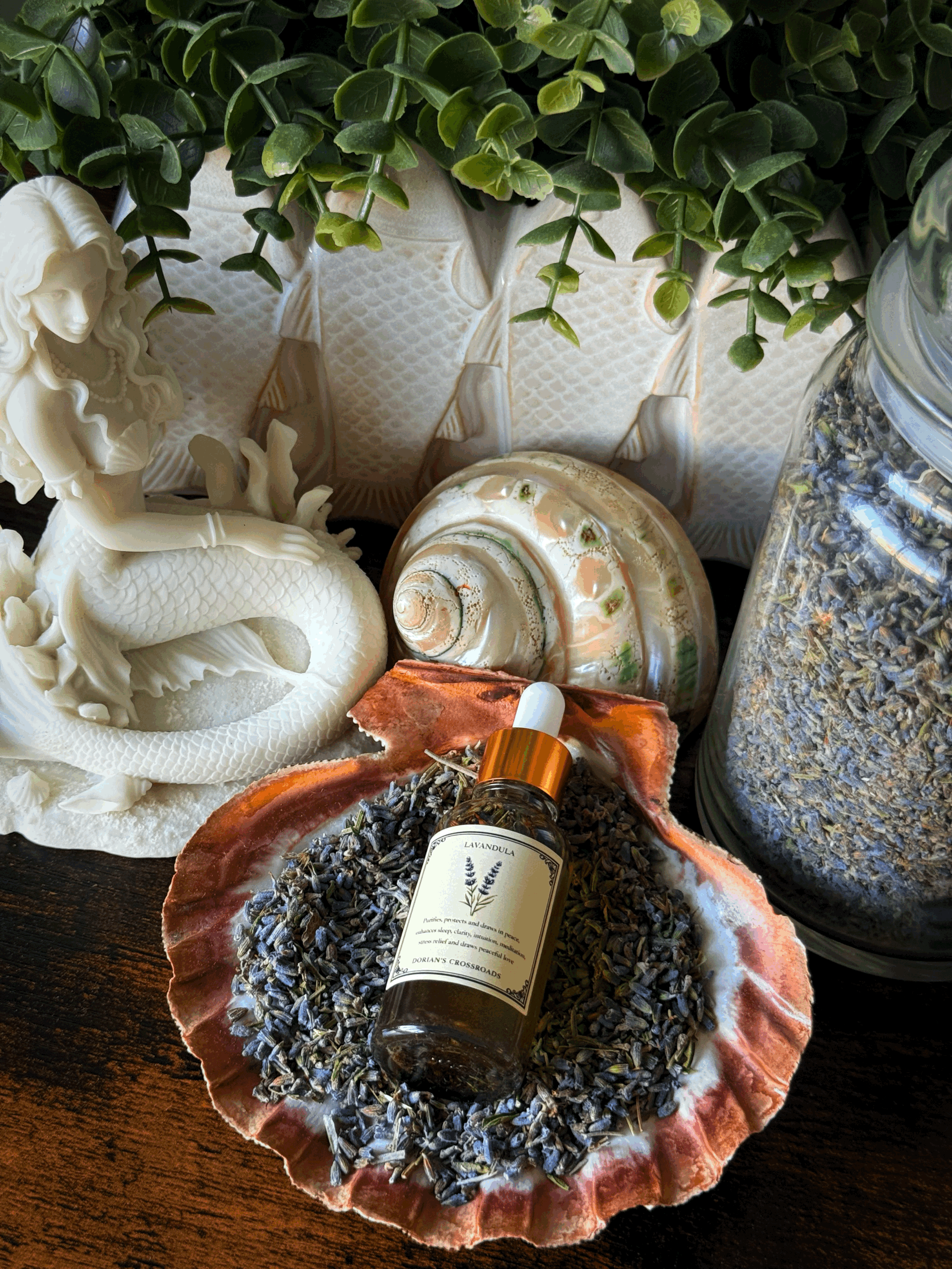 LAVANDULA (Lavender)