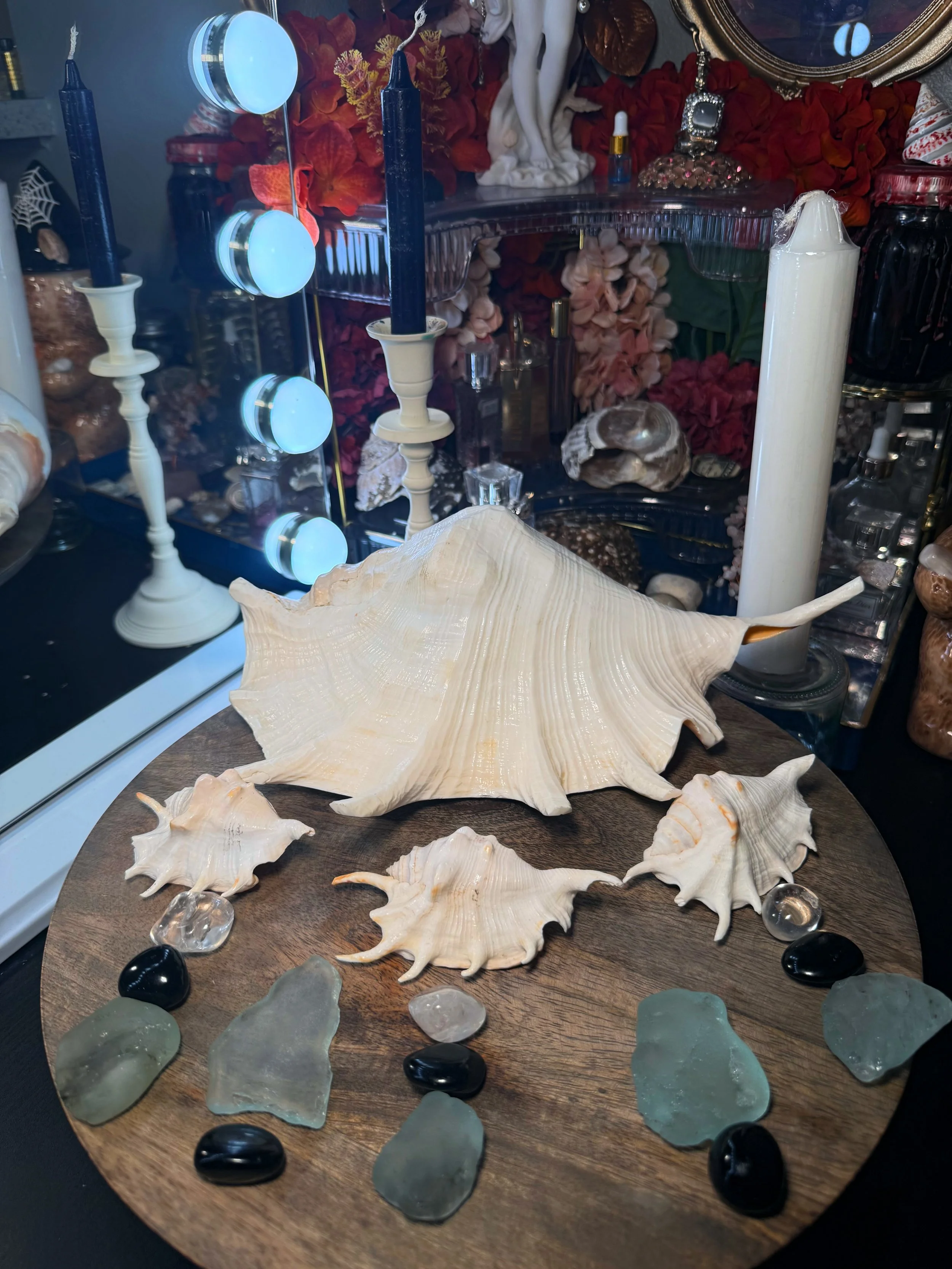 Spider Conch Protection