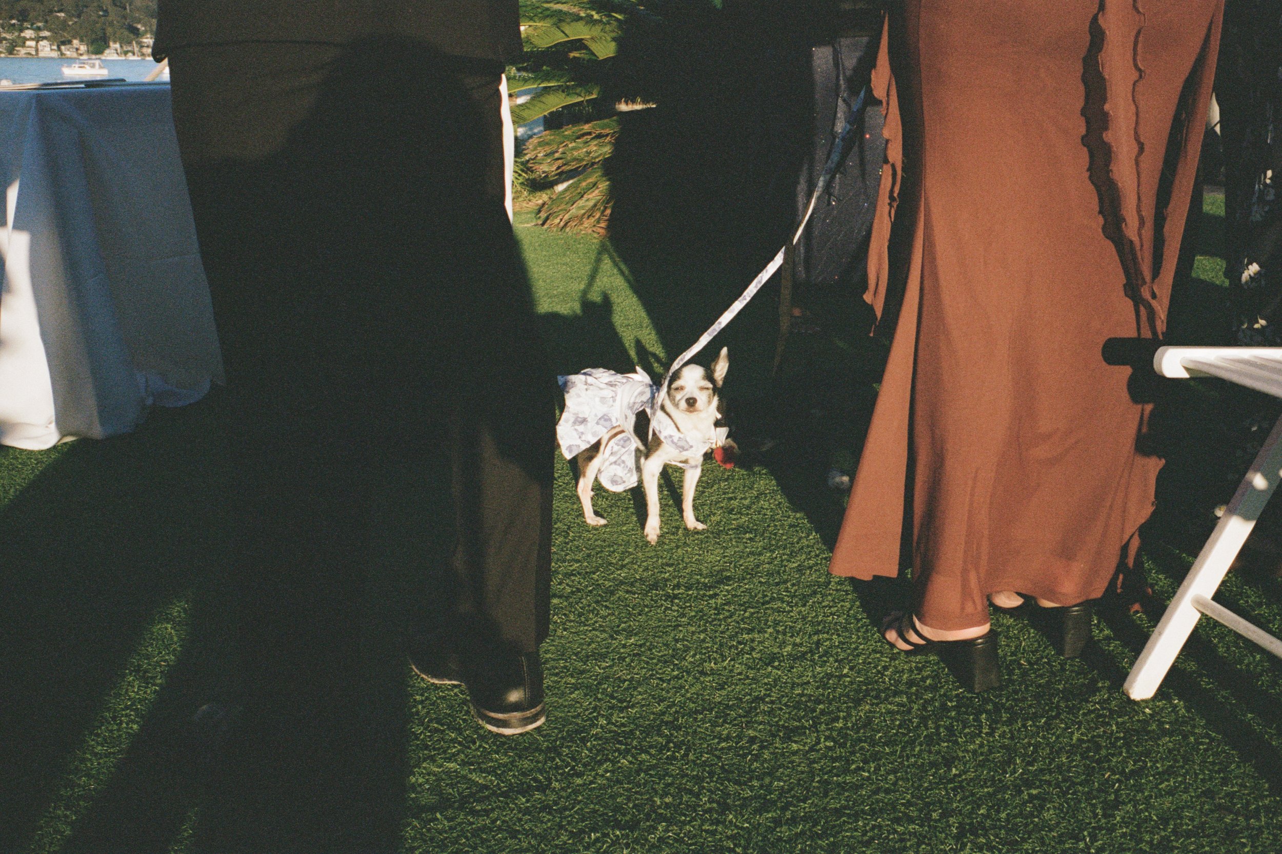 Ashley_Connor_Sydney_Film_Wedding_Photographer_BarefootandBearded-34.jpg