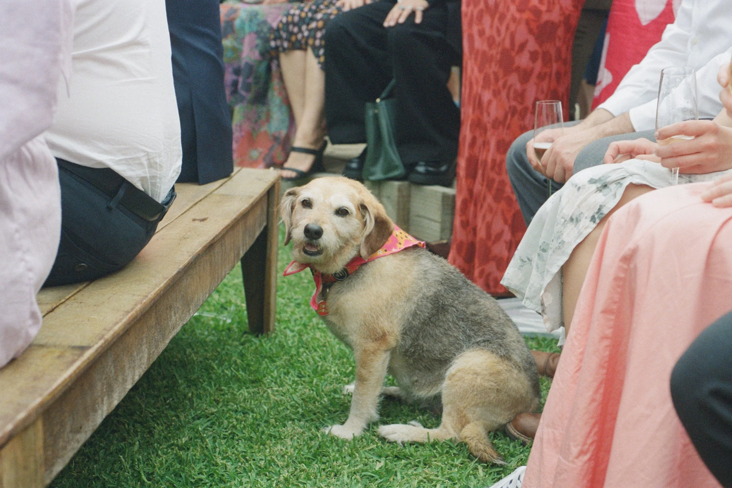 Kate_Aiden_Backyard_Wedding_Sydney_FILM_Wedding_Photographer_BarefootandBearded_BLOG-74.jpg