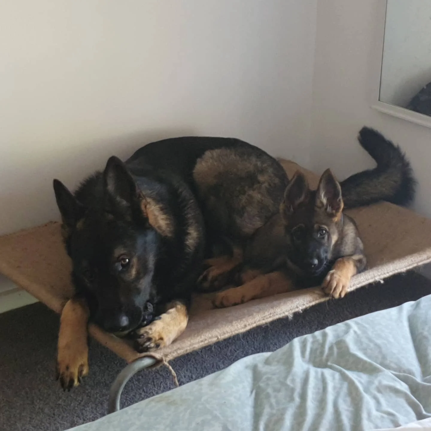 I shall call her... MINI-ME...