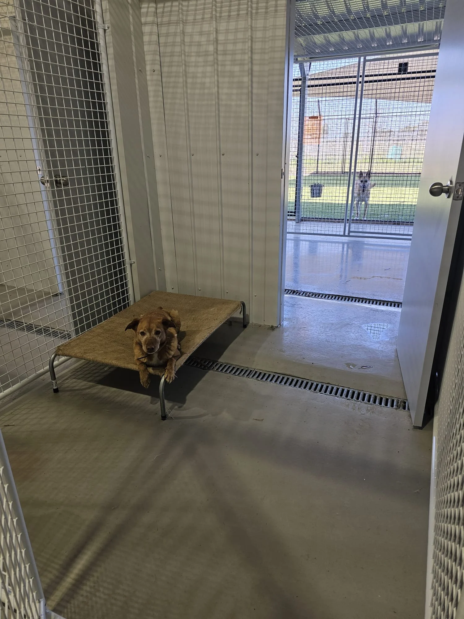 kennel.pic1.jpeg