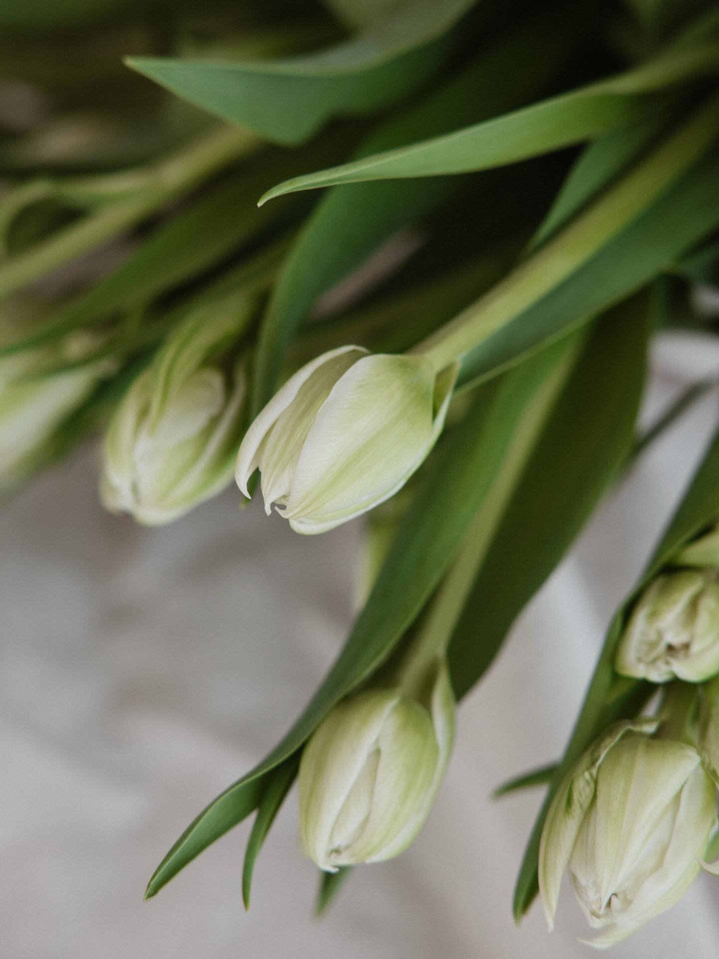 Reflecting on the past few months I am forever grateful for the dream team behind our refreshed branding. You took my vision and turned it into something even more beautiful than I imagined. Thank you all for your talent, creativity and heart - I cou