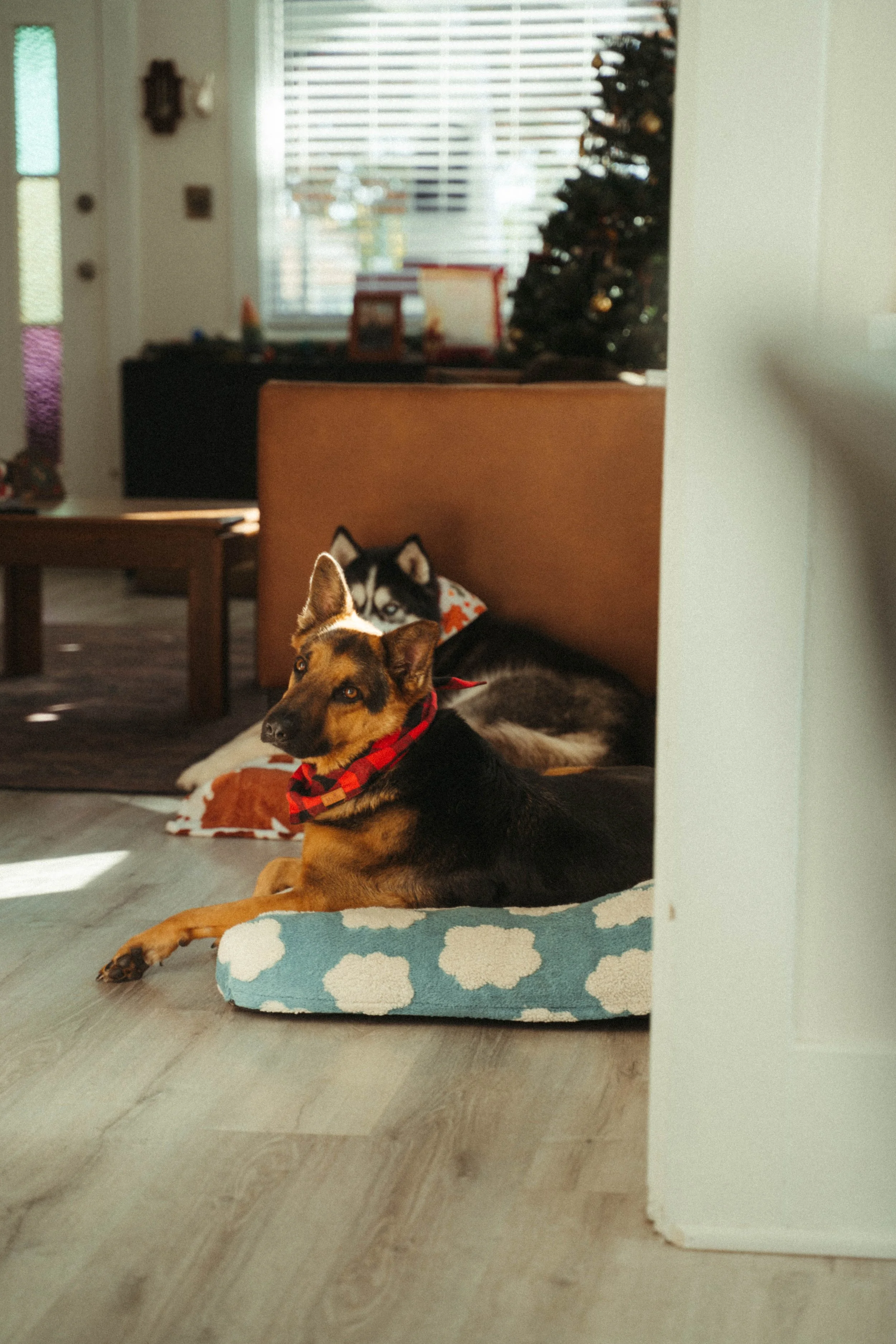 A woman walking four dogs in a park with green grass and trees on a sunny day.