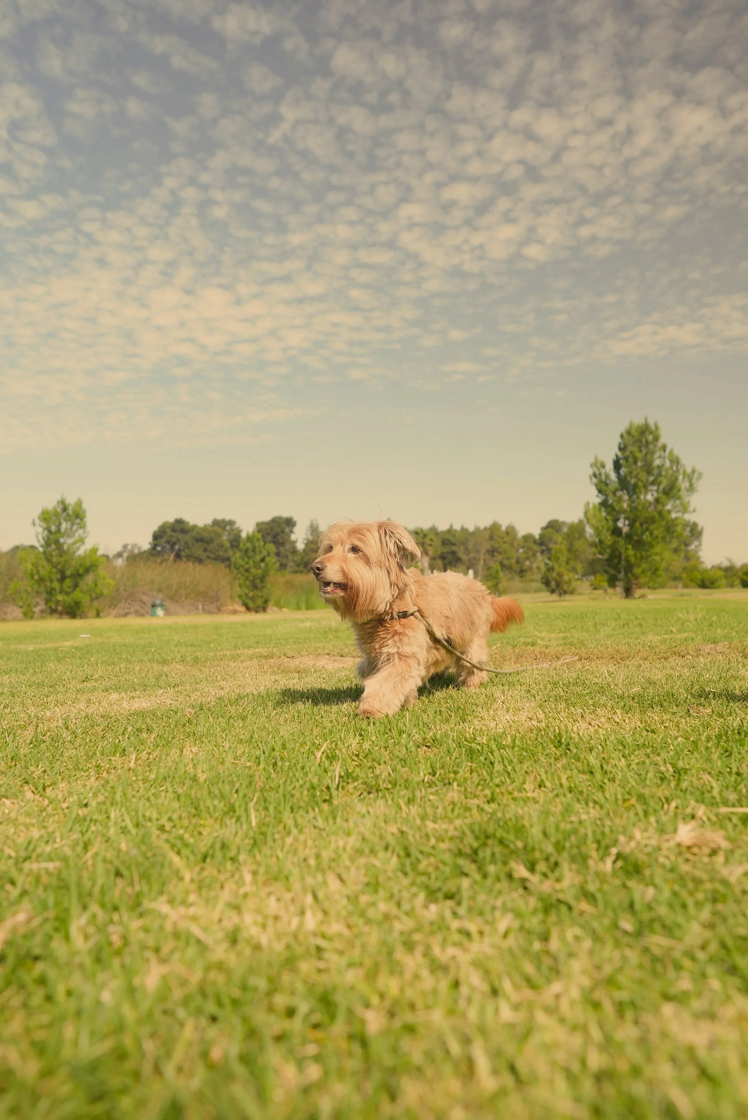 A small tan dog with a long body and floppy ears running across a grassy park under a cloudy blue sky.