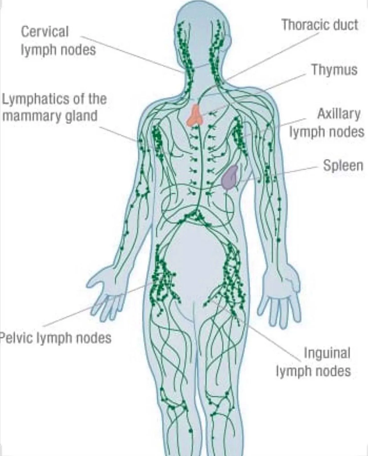 What is the Lymphatic System and what role does it play in the body?