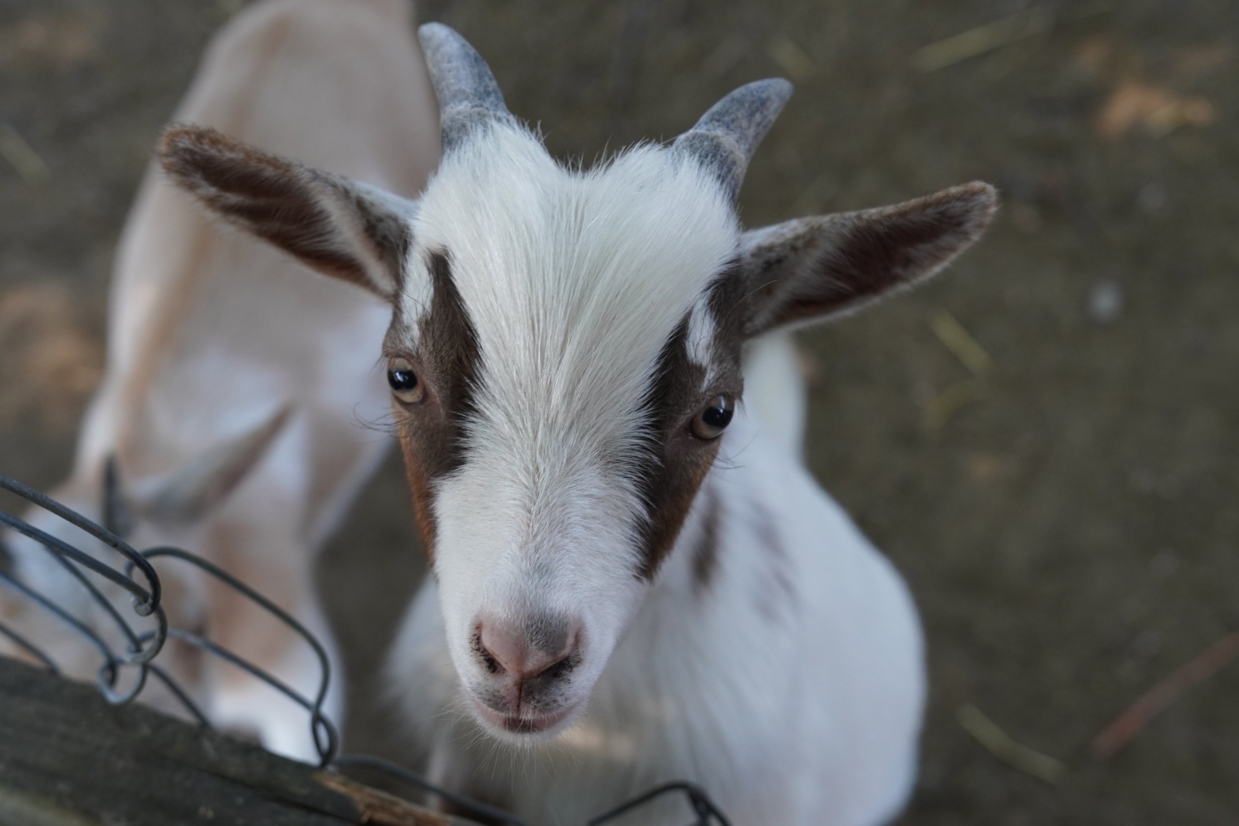 Goat1.JPG