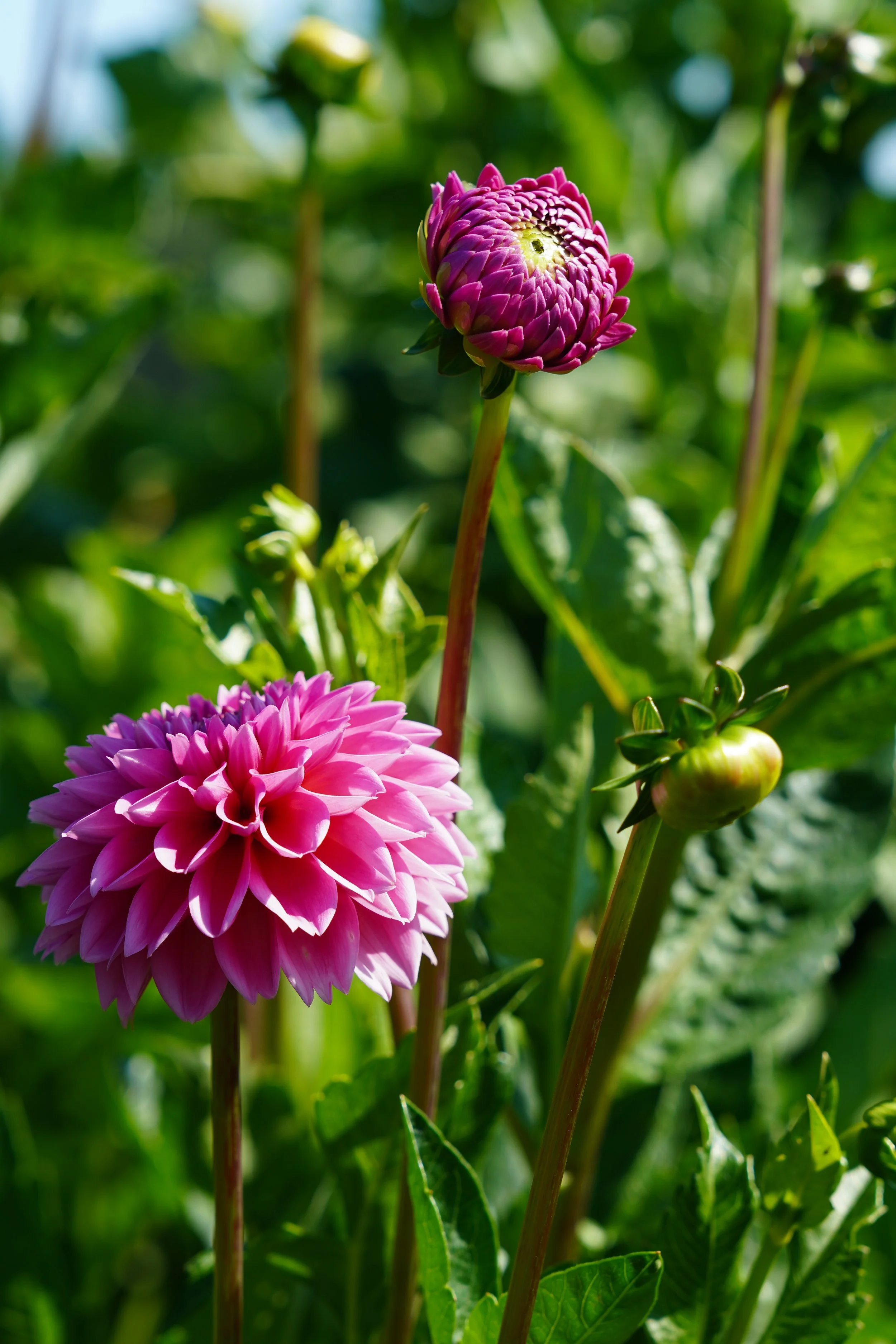 DSC01707.JPG