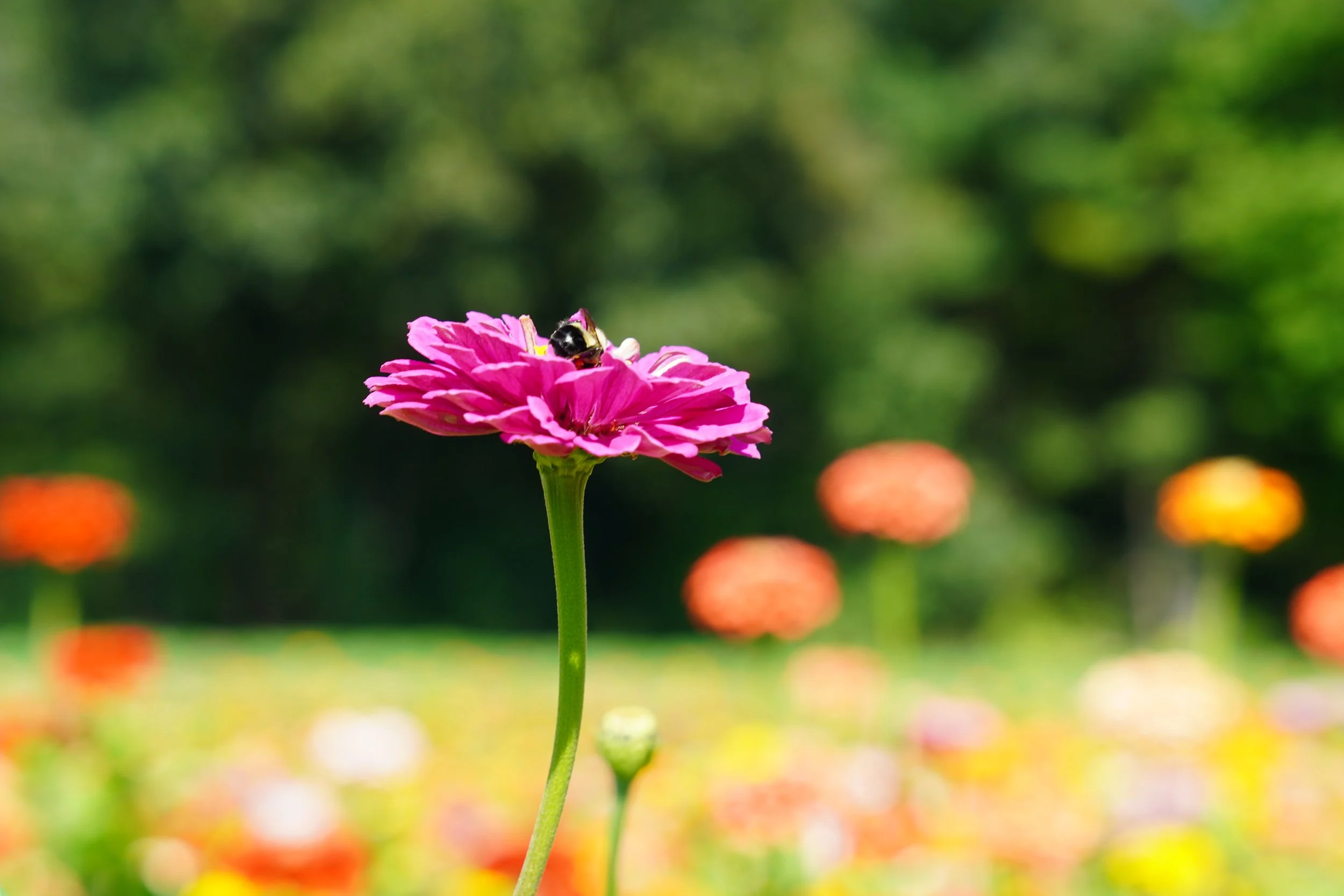 Flower1.JPG