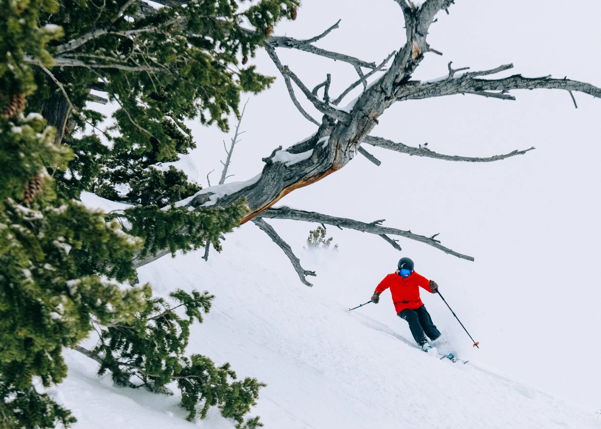 Cadence Sweetster @ Snowbasin (Katie Cooney).jpg