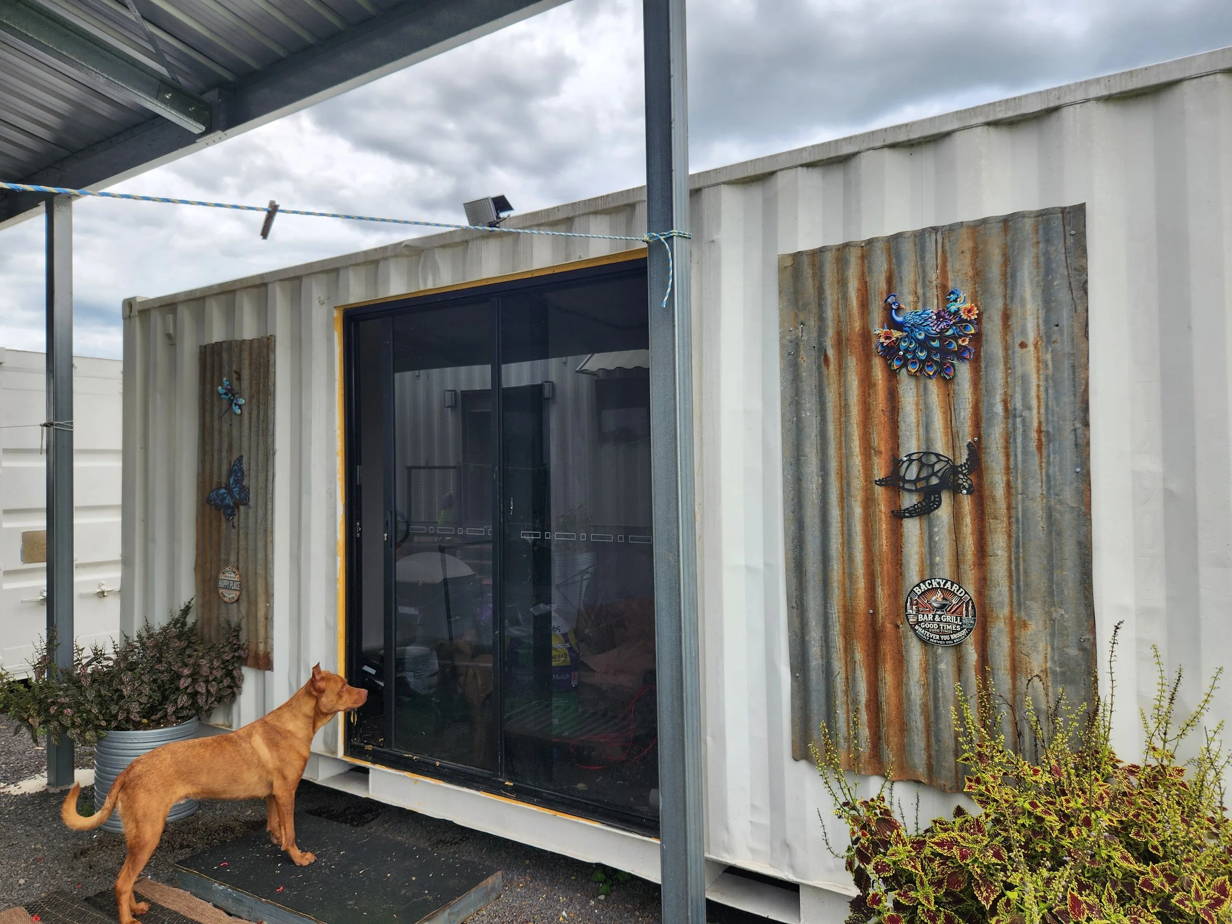 Rusty outdoor wall decor with metal butterfly, turtle, and peacock art pieces on a corrugated metal panels, with a potted plant and a dog standing outside.