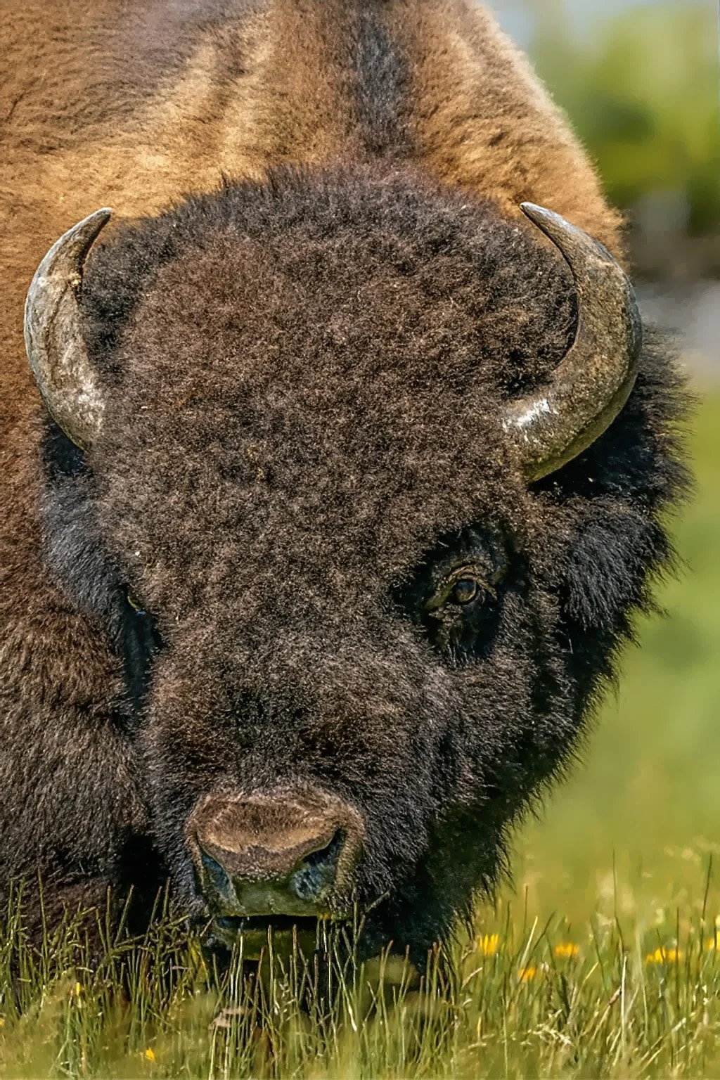 9 Fluffy Cow.jpg