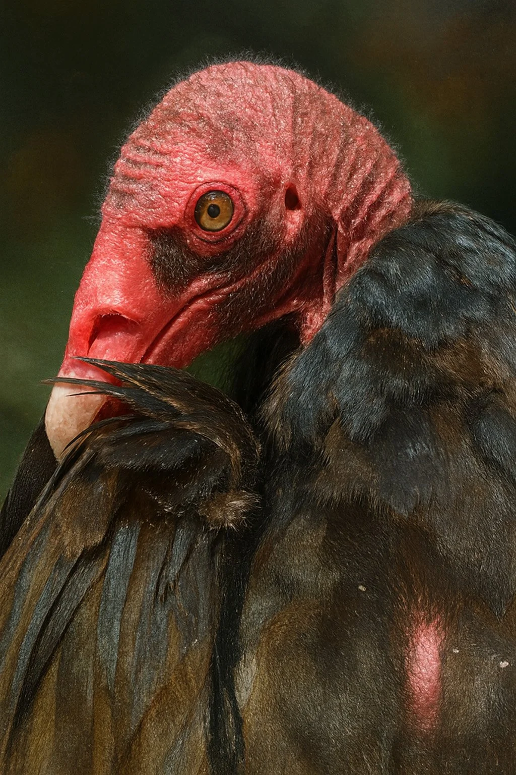 vulture.jpg
