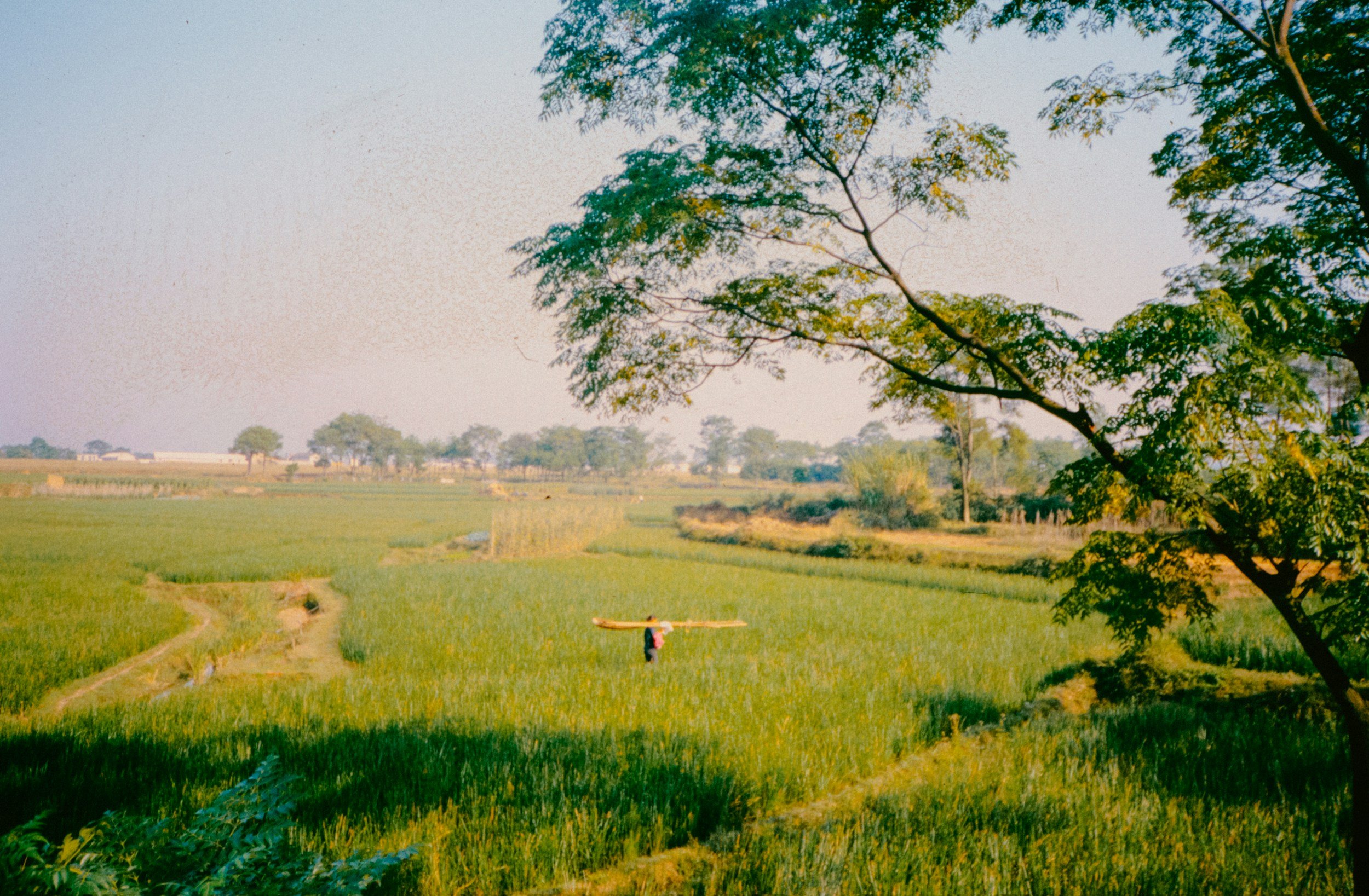 A person walking through lush green rice paddies carrying a large wooden plank on their shoulders with trees and distant buildings in the background.