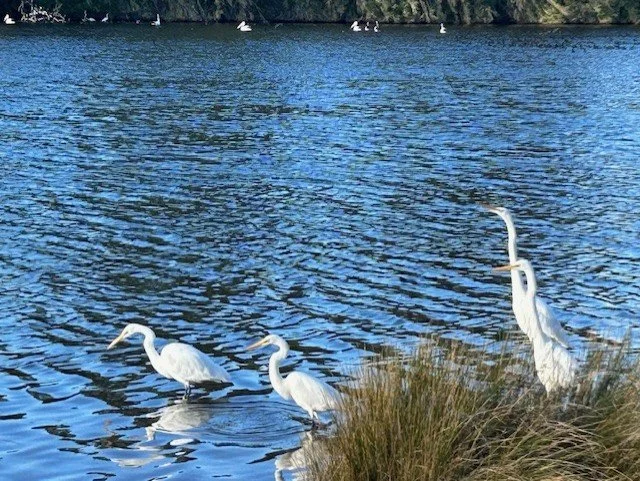 about us river birds.jpg