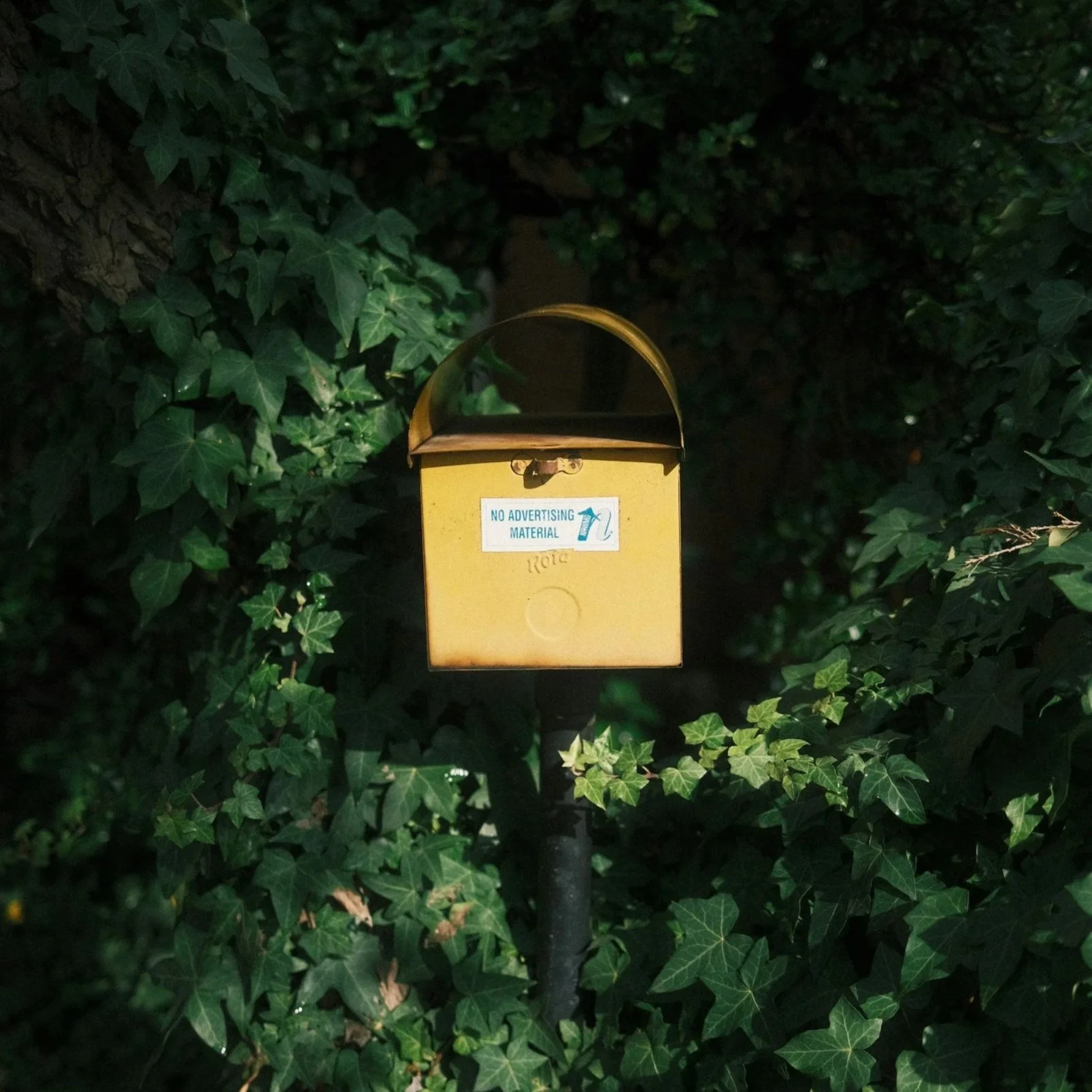 A yellow mailbox surrounded by green ivy leaves at night.