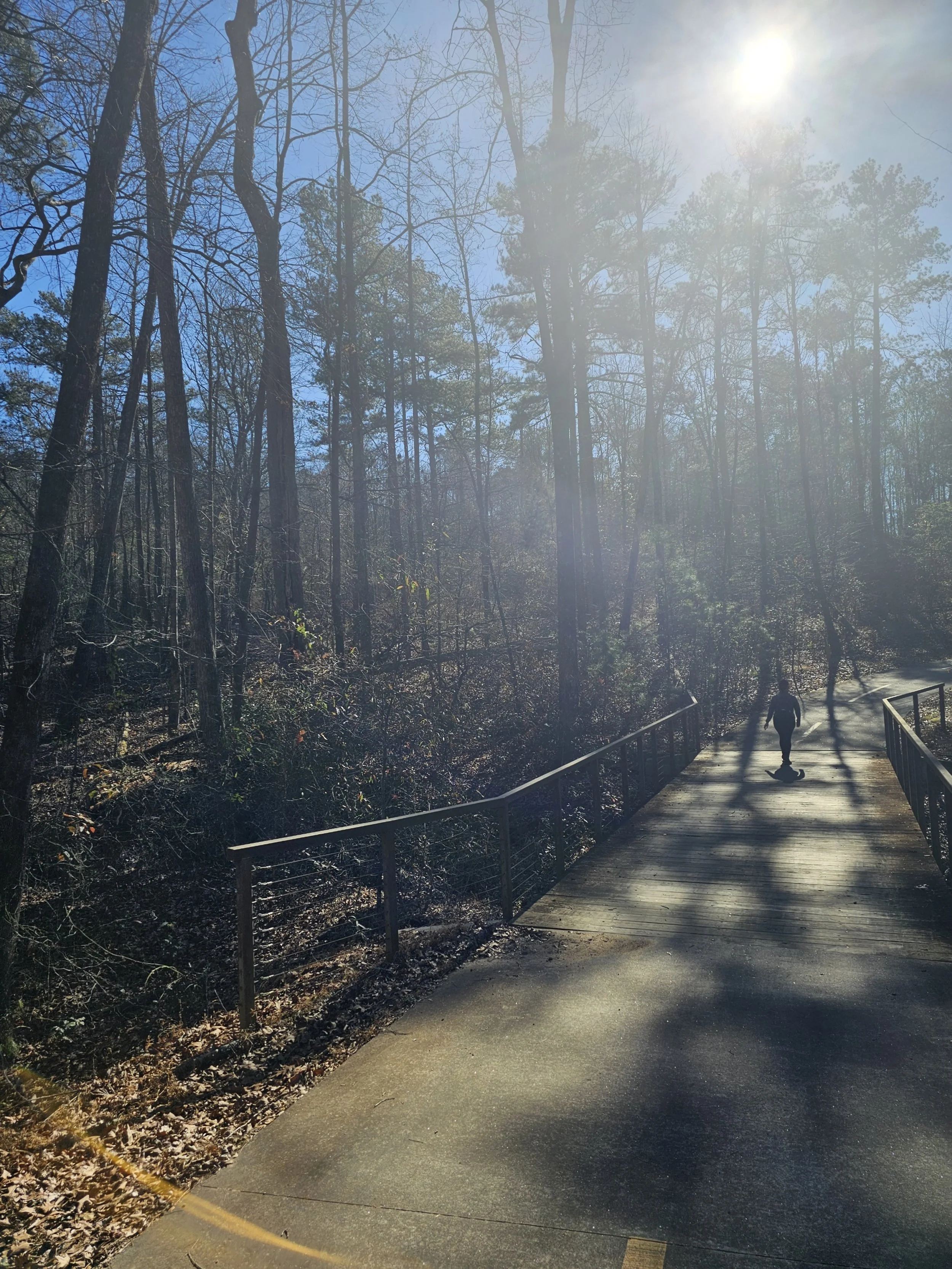 The sun is shining beautifully through trees at Georgia State Park, Panola Mountain.