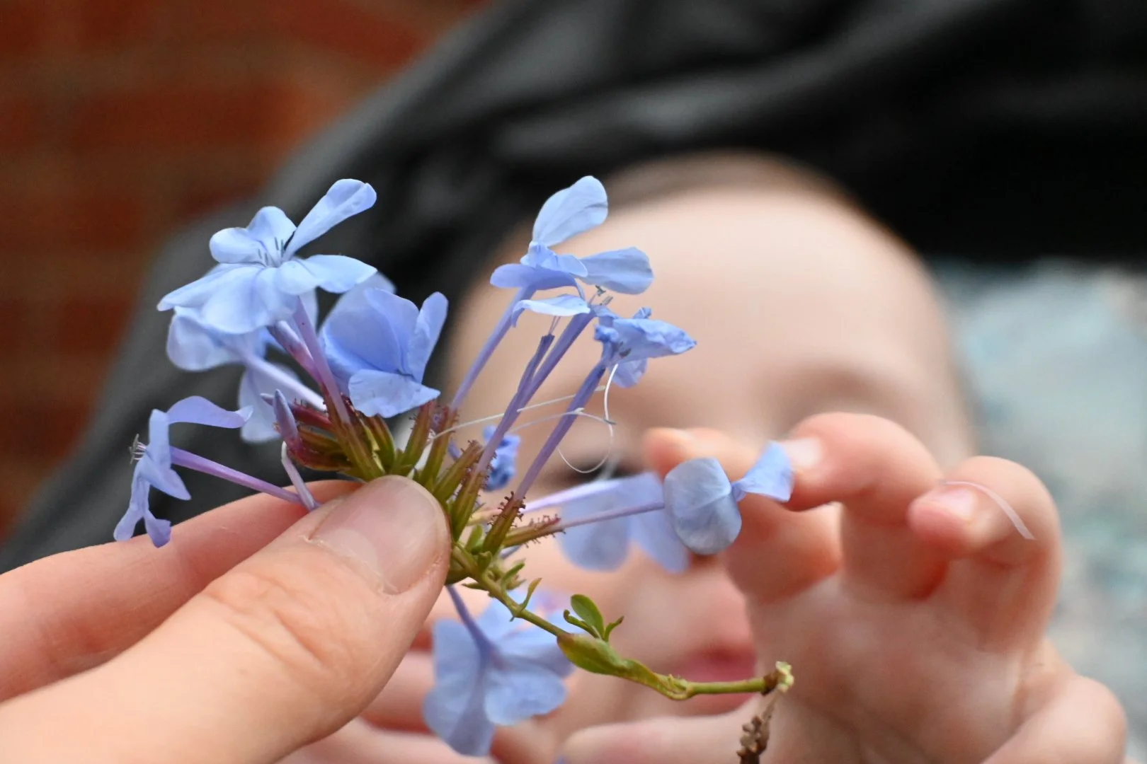 A young child is holding a delicate cluster of light blue flowers close to their face, partially obscuring it, with a blurred background.