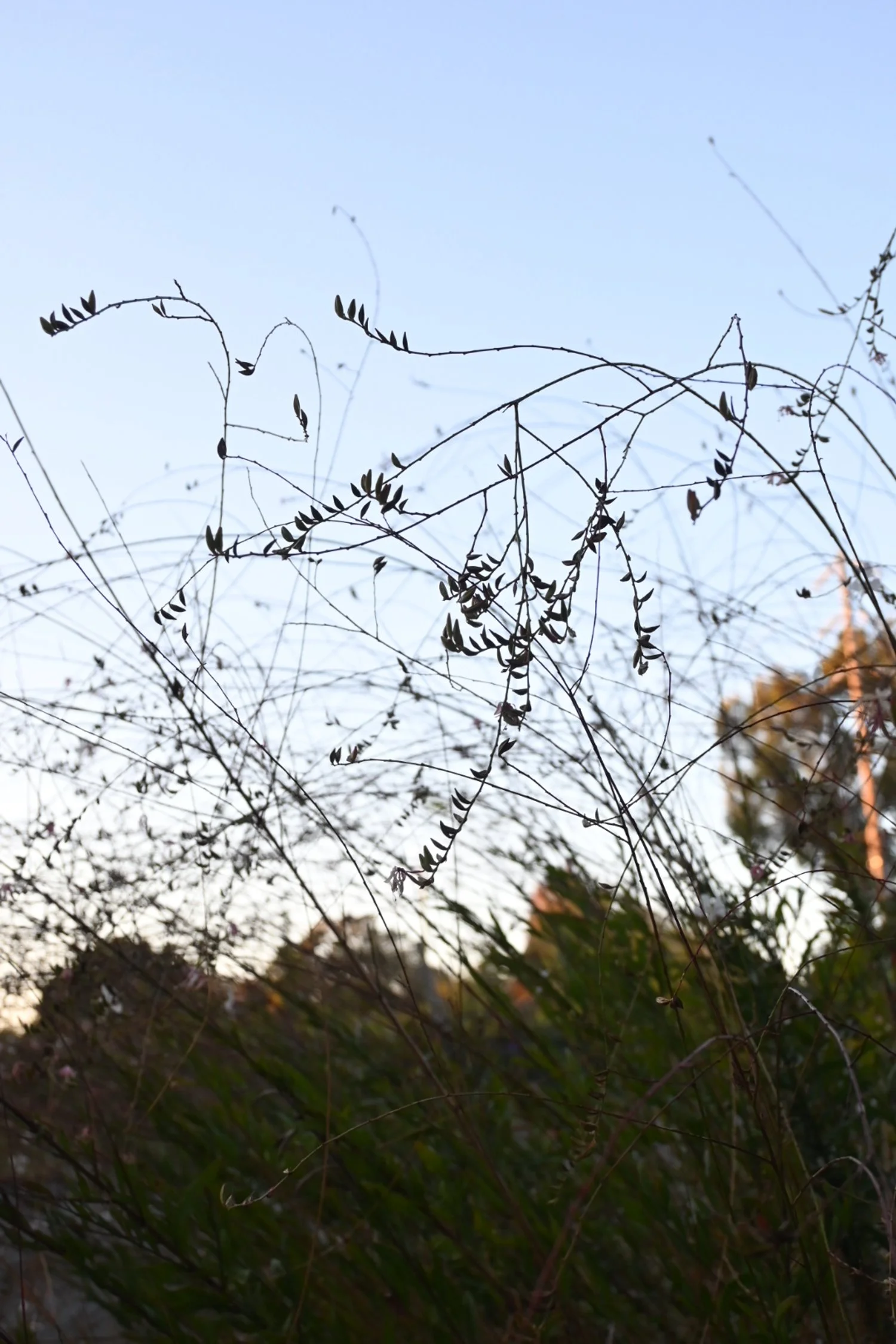 Dry, thin branches with small leaves against a clear sky during sunset.
