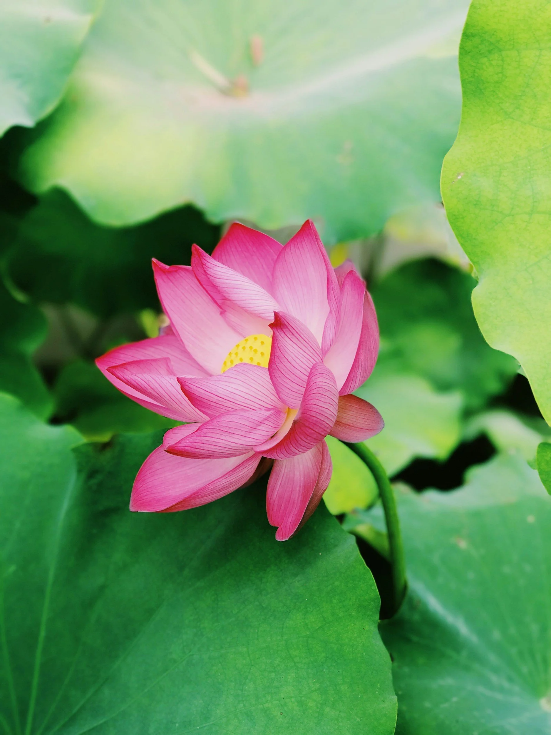 Post-Course Support: Reiki Share Meeting Next Meeting: Saturday 28th September 2025