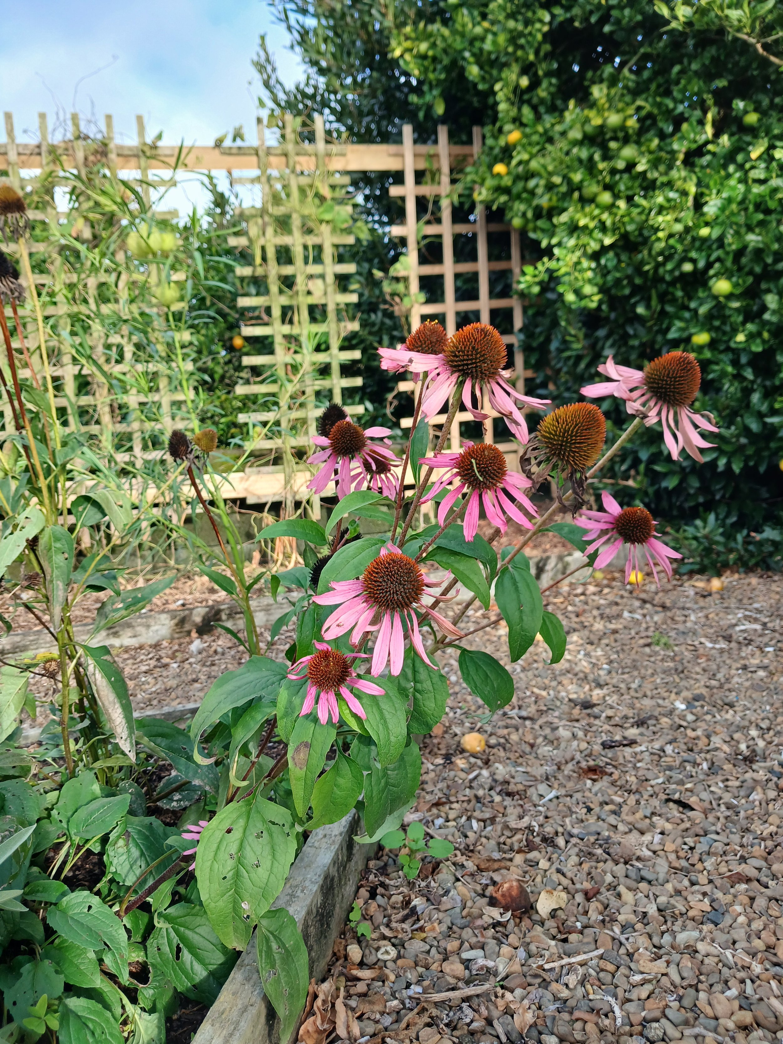 What to do in the garden this month