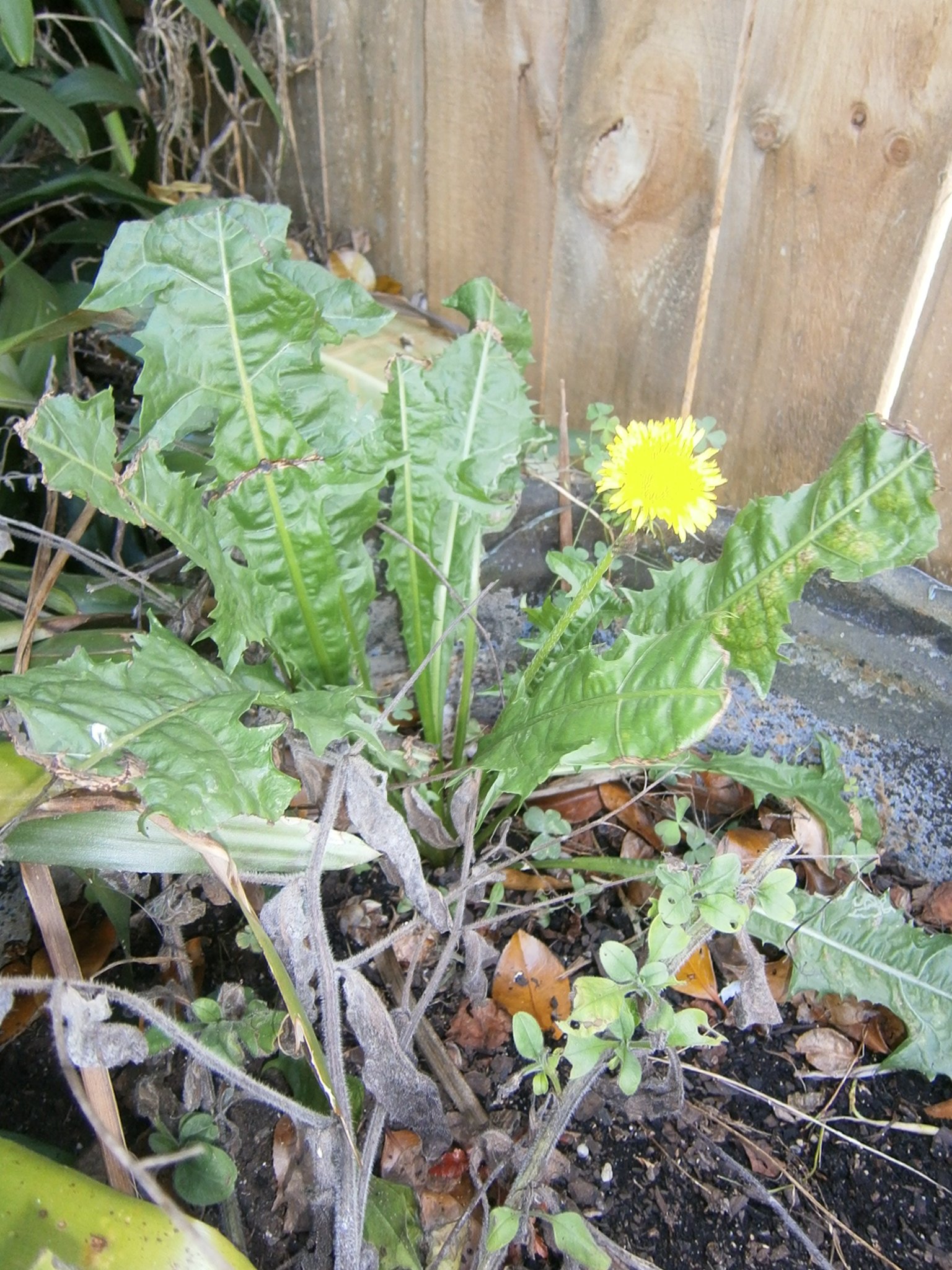 Garden and Herbal advice 