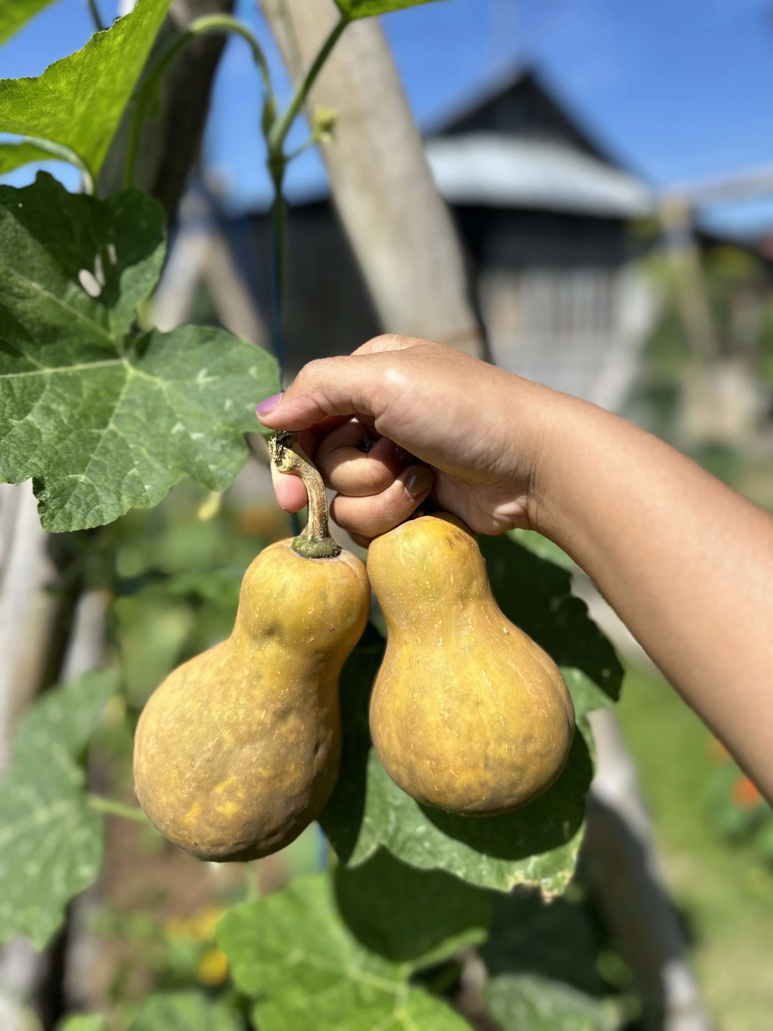A person's hand holding two yellowish-green pears growing on a tree, with green leaves and a blurry background of a house and blue sky.