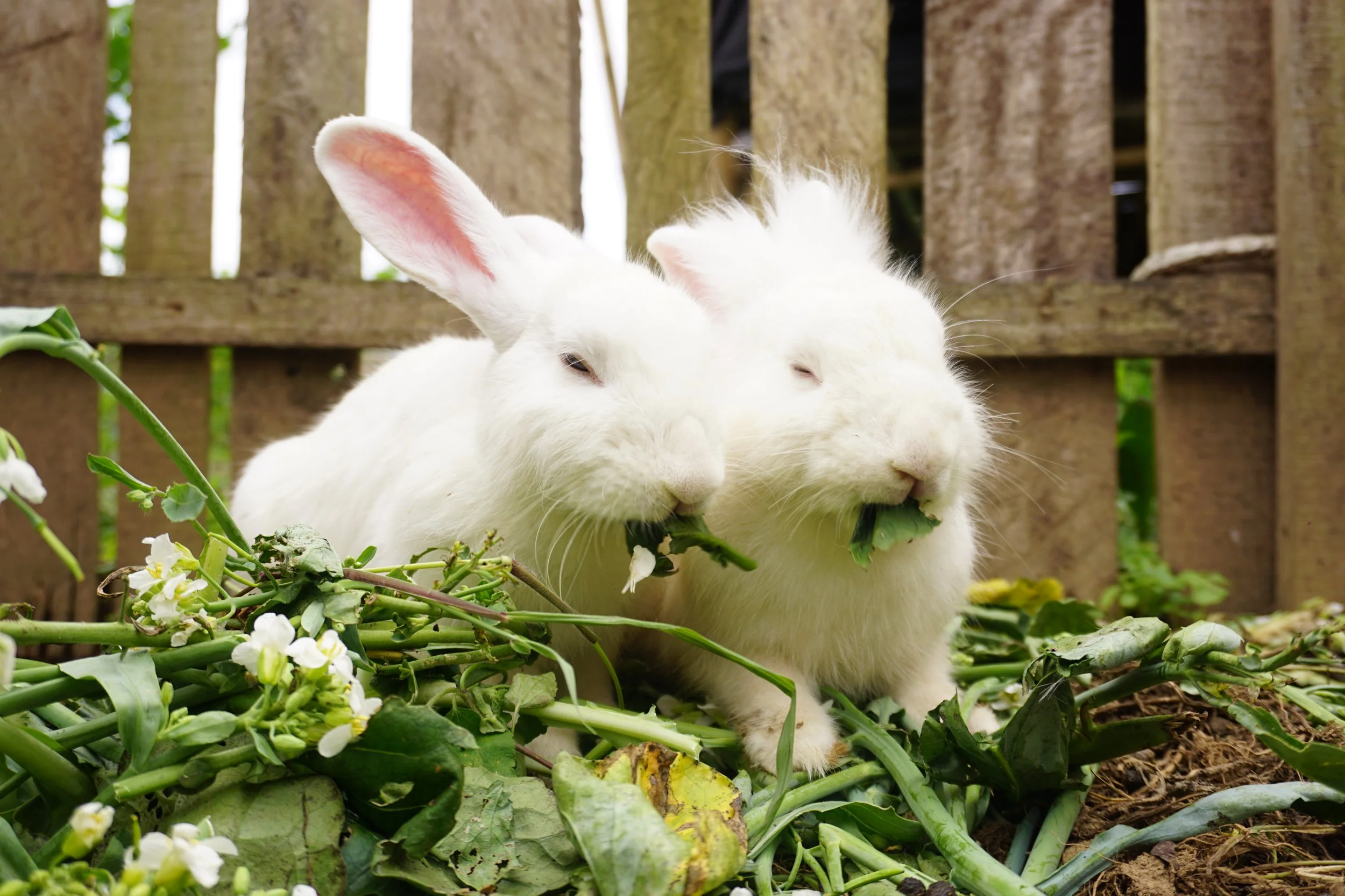 Two white rabbits eating leafy greens in an outdoor enclosure with a wooden fence in the background.