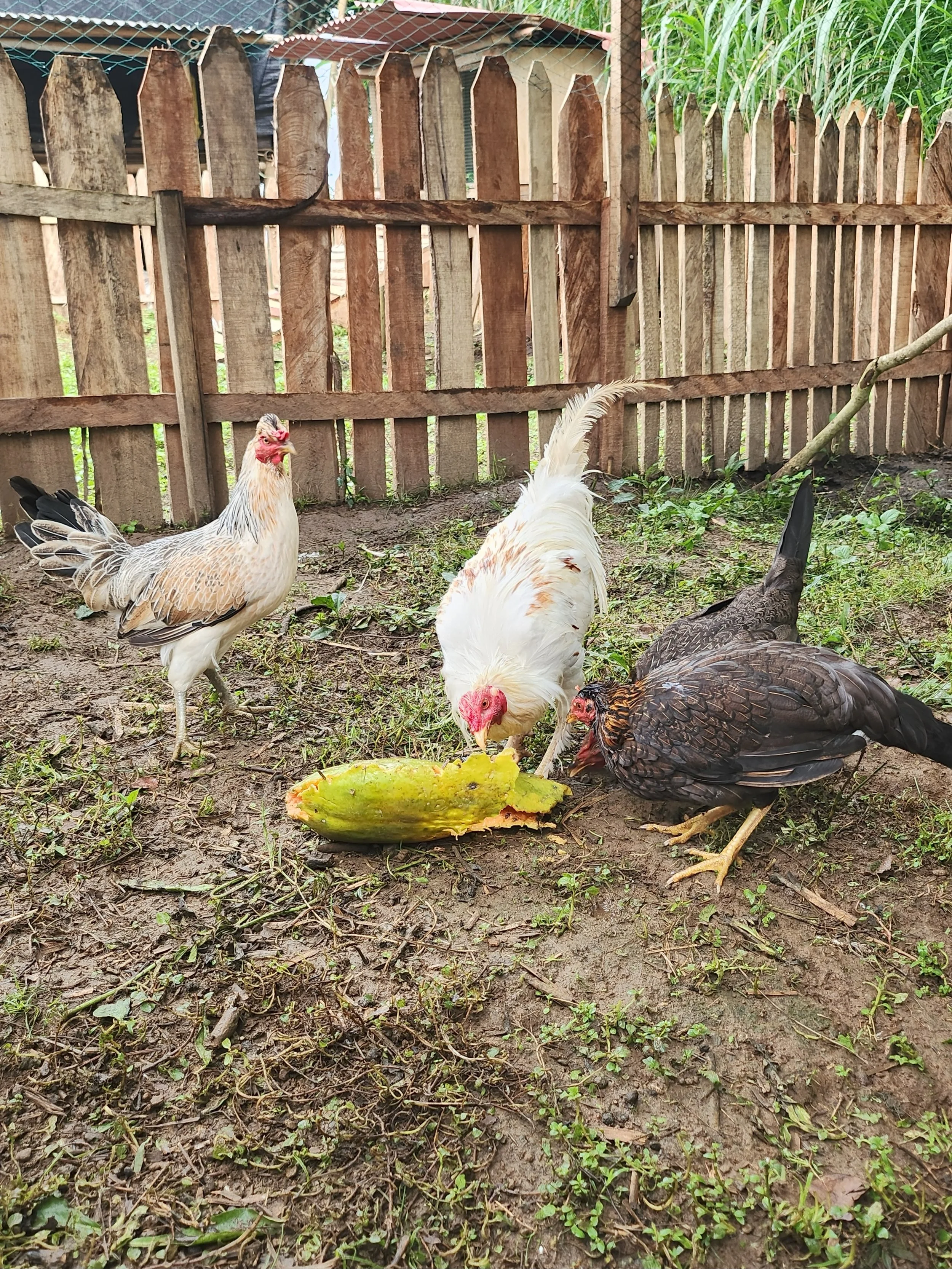 Three chickens and a rooster pecking at a large, partially eaten cucumber on dirt ground inside a wooden fenced yard.