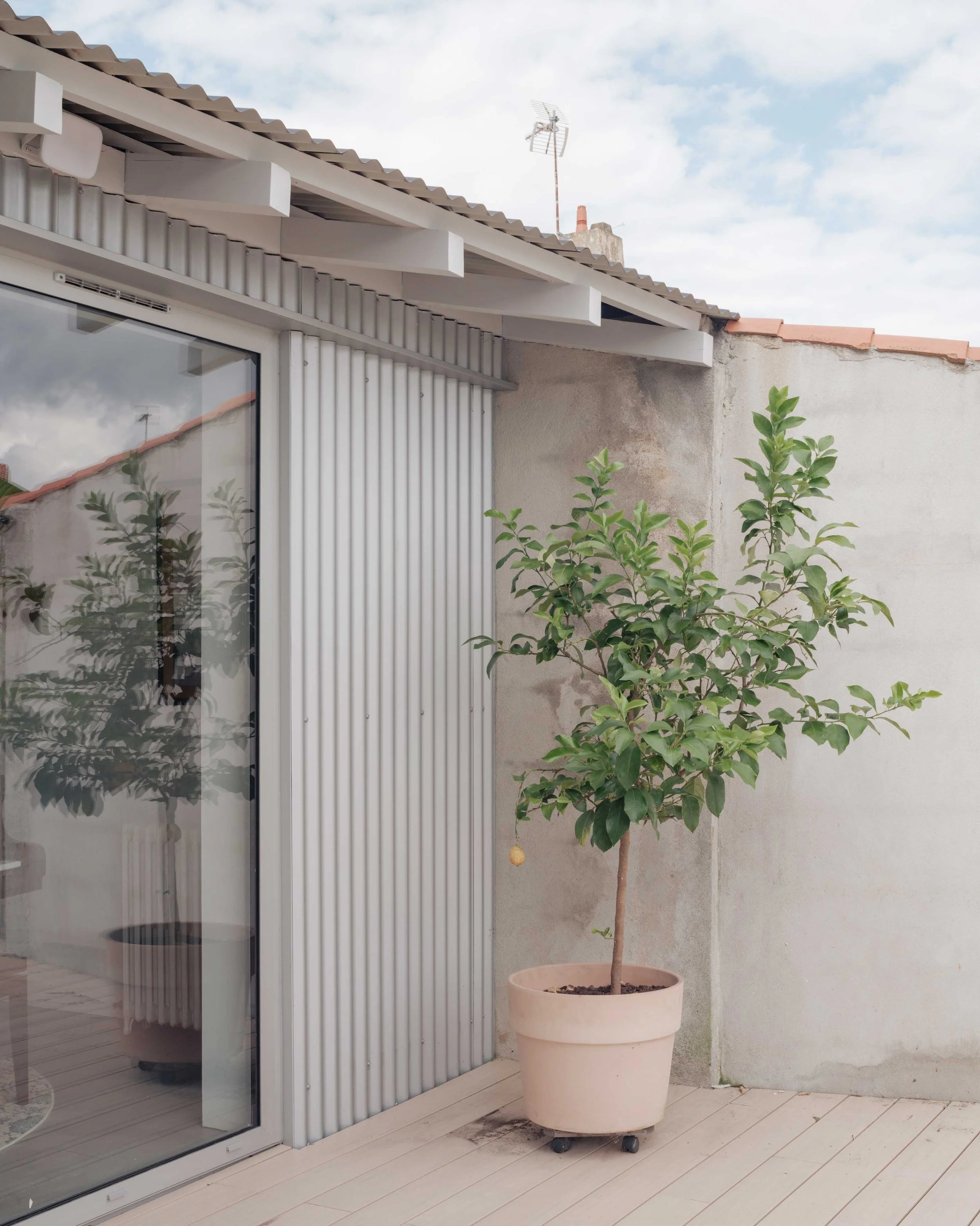 Une grande plante d'intérieur dans un pot beige sur un sol en bois clair, à côté d'une paroi en béton et d'une porte-fenêtre avec des murs en métal ou en verre, à l'extérieur un ciel nuageux.