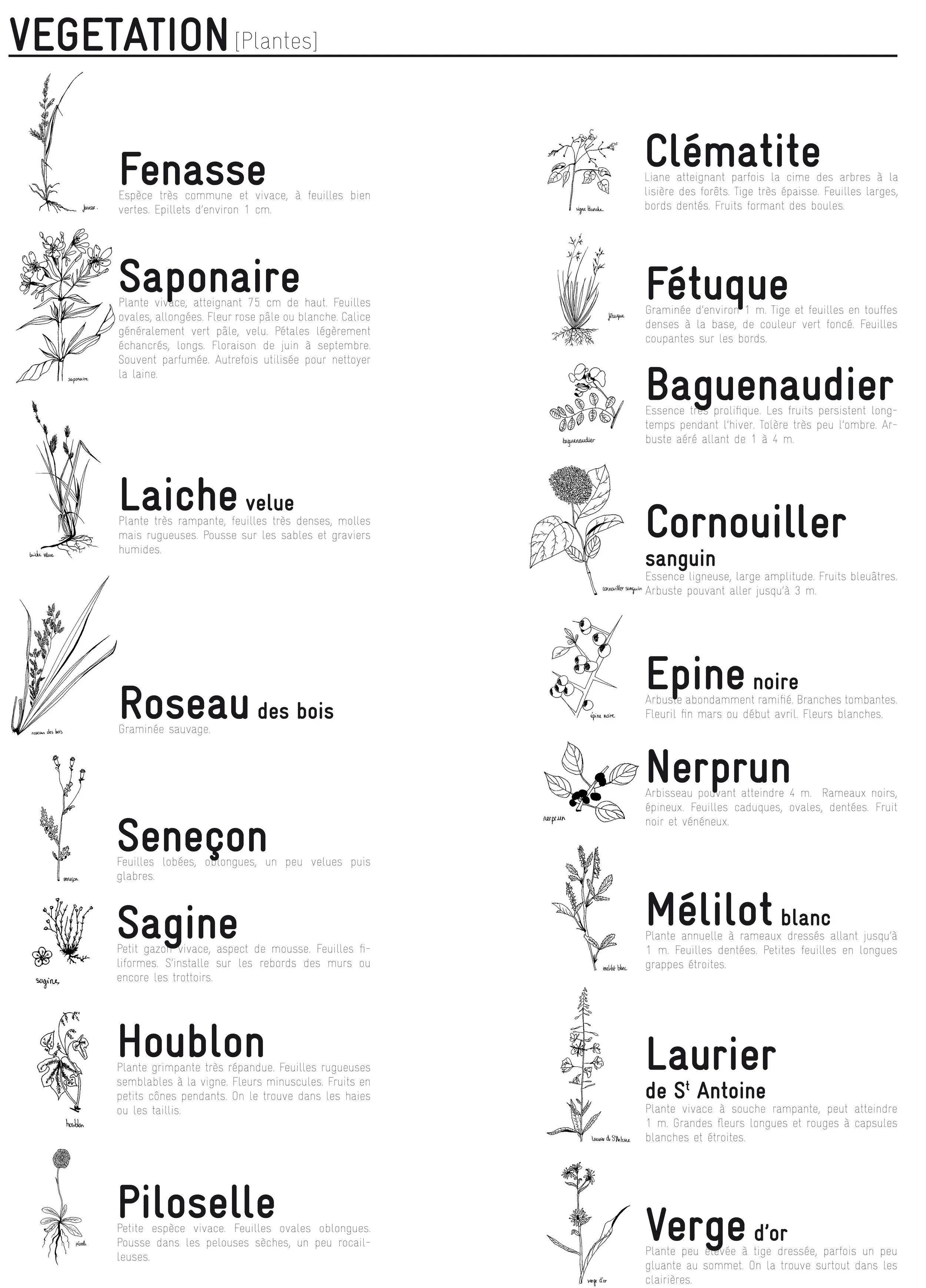 Diagramme de diverses plantes avec leur nom en français, telles que Fenasse, Saponare, Laiche velue, Roseau des bois, Sénéçon, Sagine, Houblon, Clématite, Fétuge, Baquenaudier, Cornouiller sanguin, Épine noire, Méliot blanc, Laurier de St Antoine, Ve