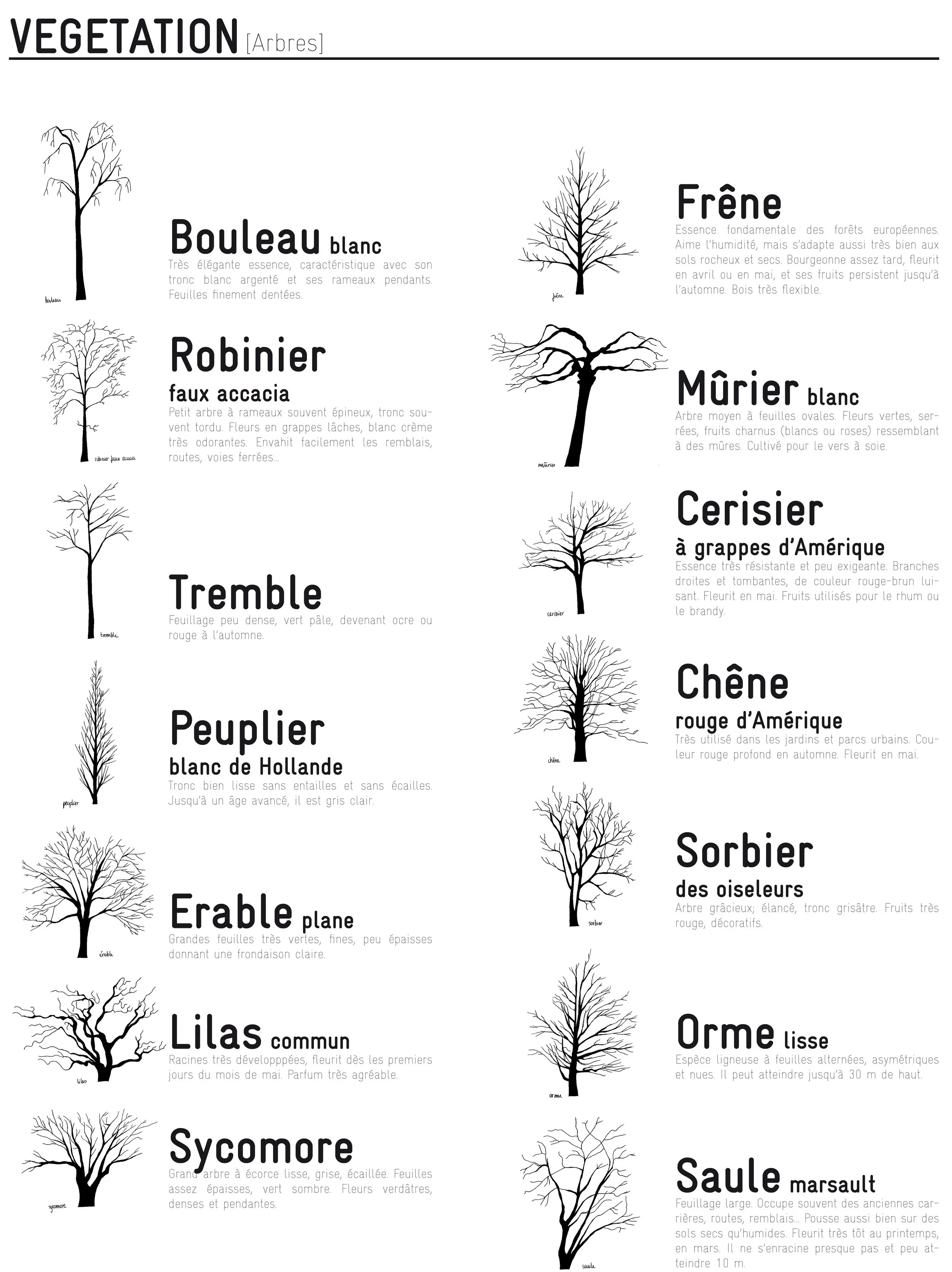 Schéma comparatif de diverses espèces d'arbres, illustrant leur forme, leur taille et leurs caractéristiques, avec des descriptions en français pour chacune.