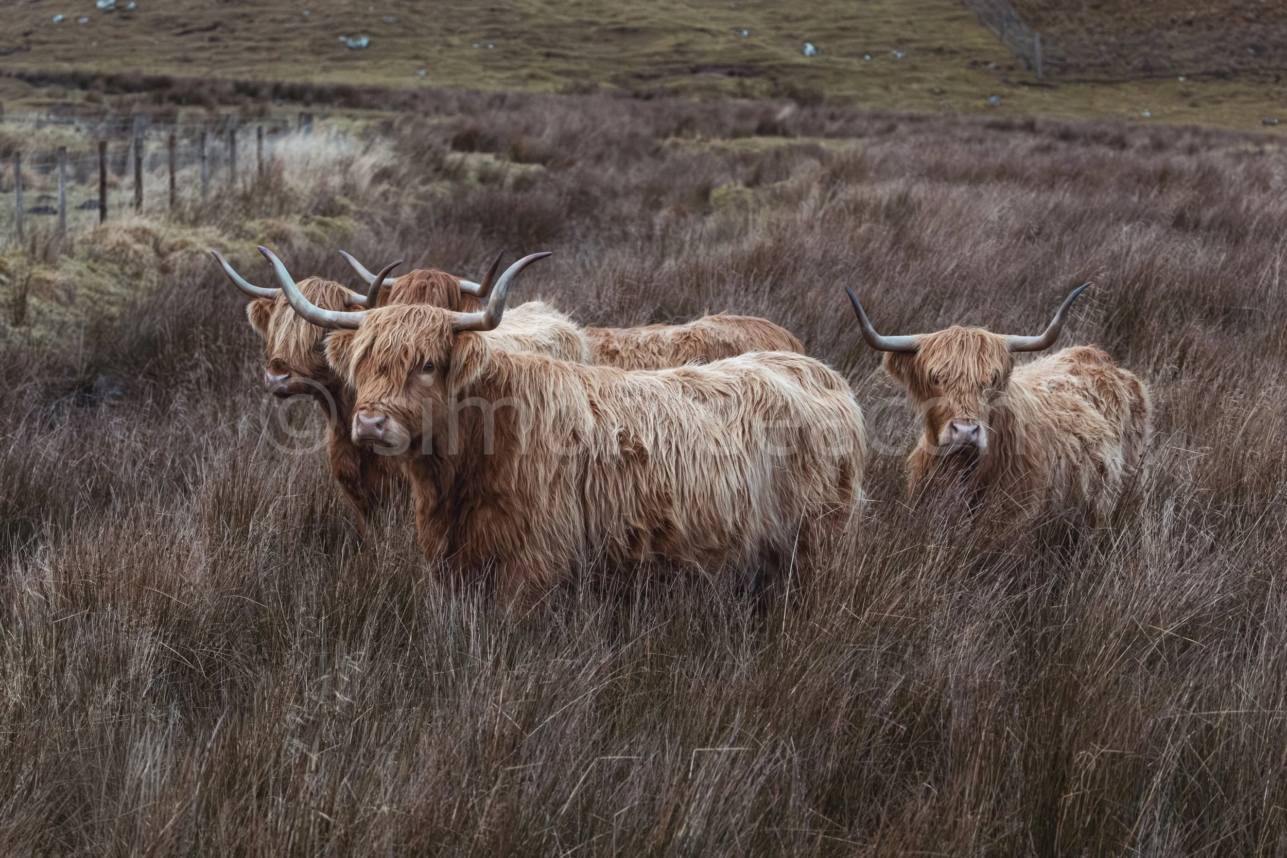 Highland Cow Majesty - Limited Edition Fine Art Print