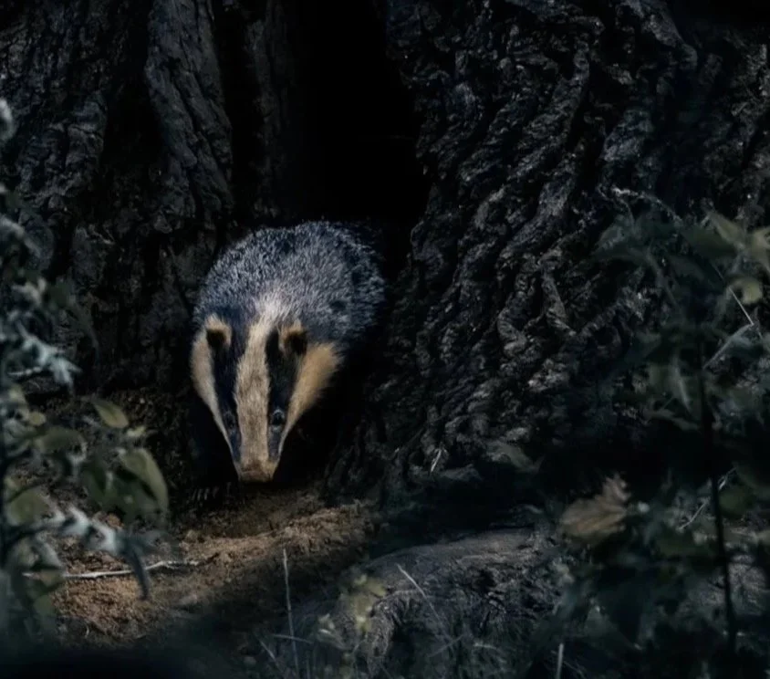 A badger emerges fro the base of a huge oak tree into the wild