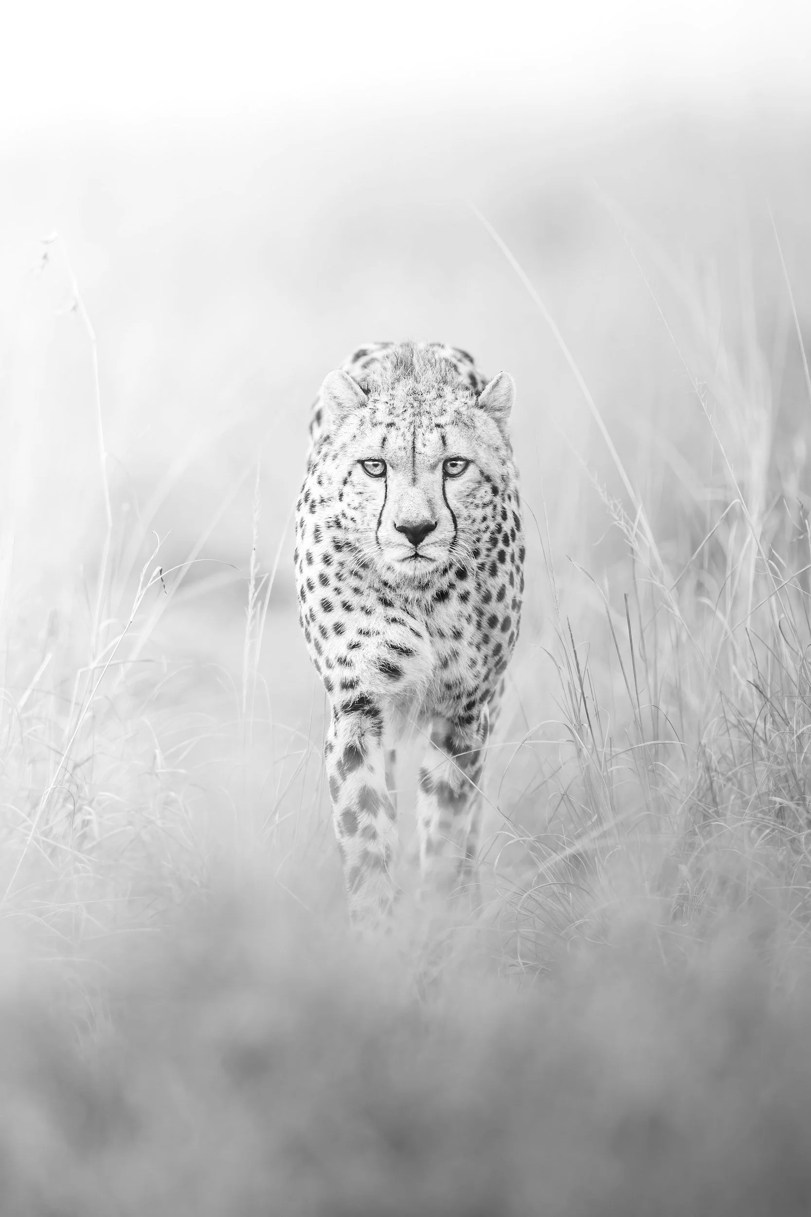 Black and white photo of a cheetah walking through tall grass.