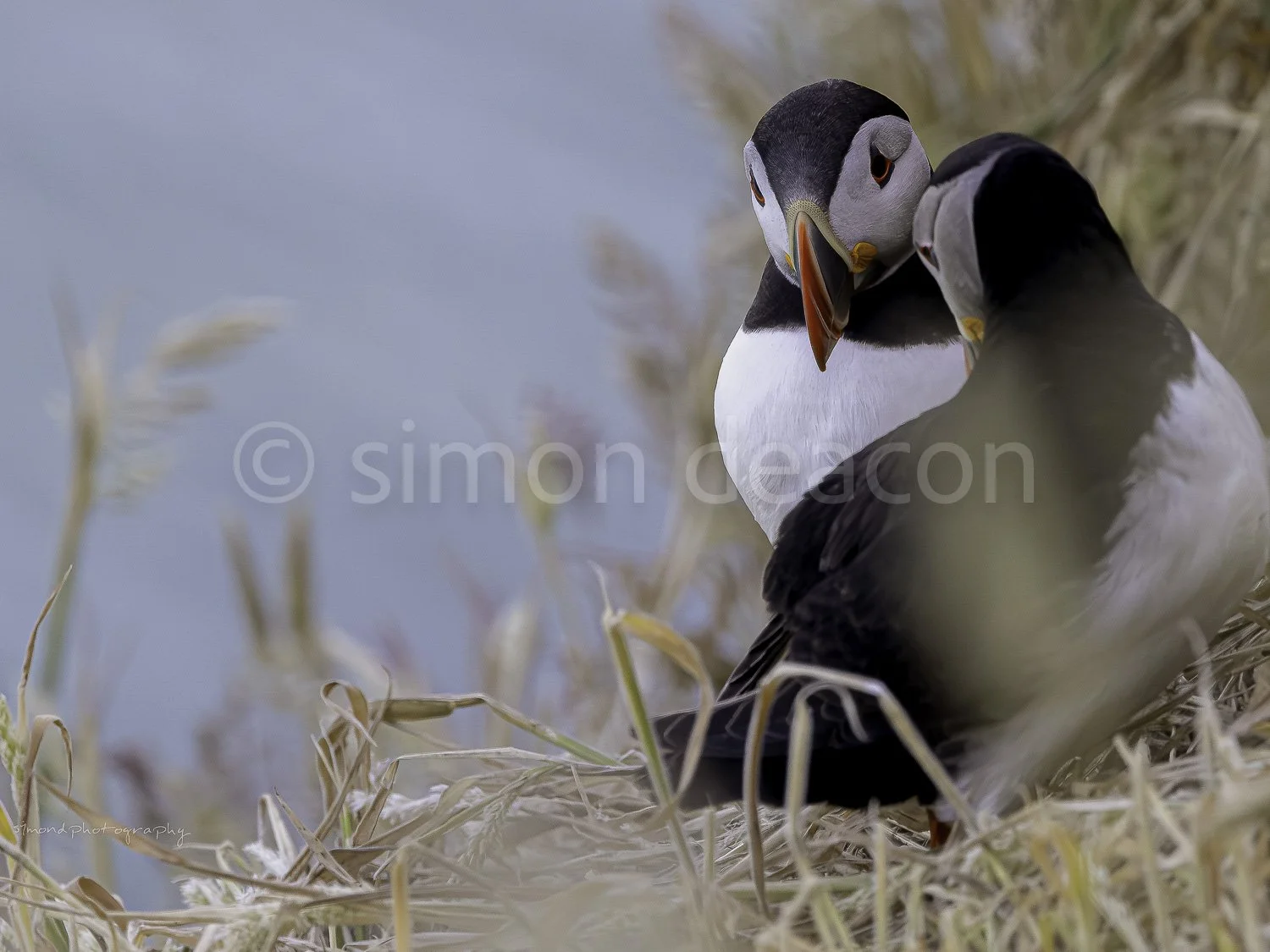 Tender Moments - Puffins in Harmony