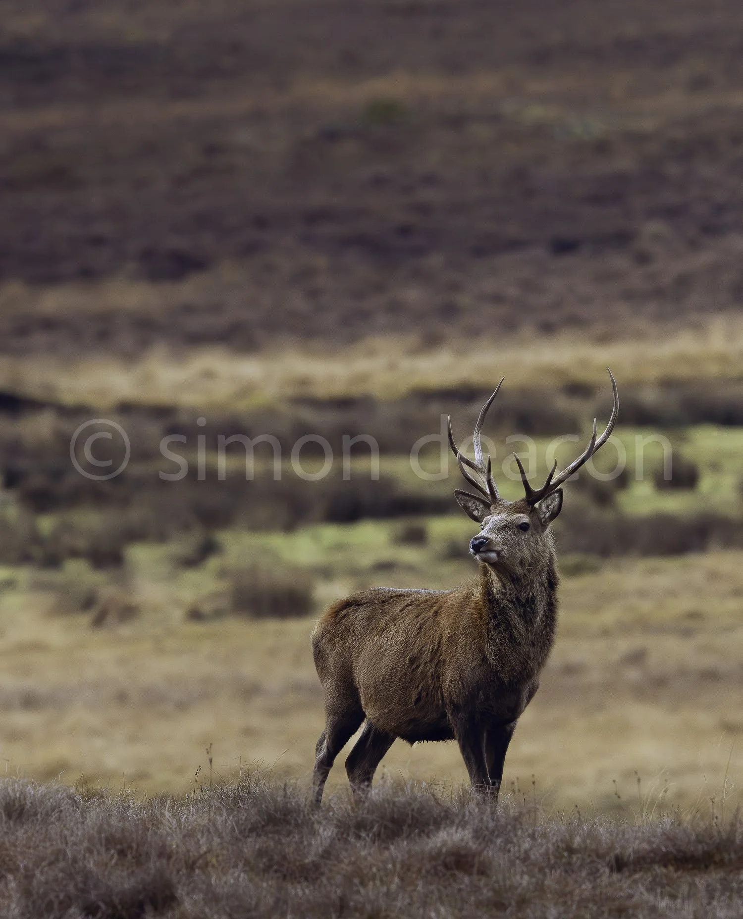 Highland Majesty -Red Stag