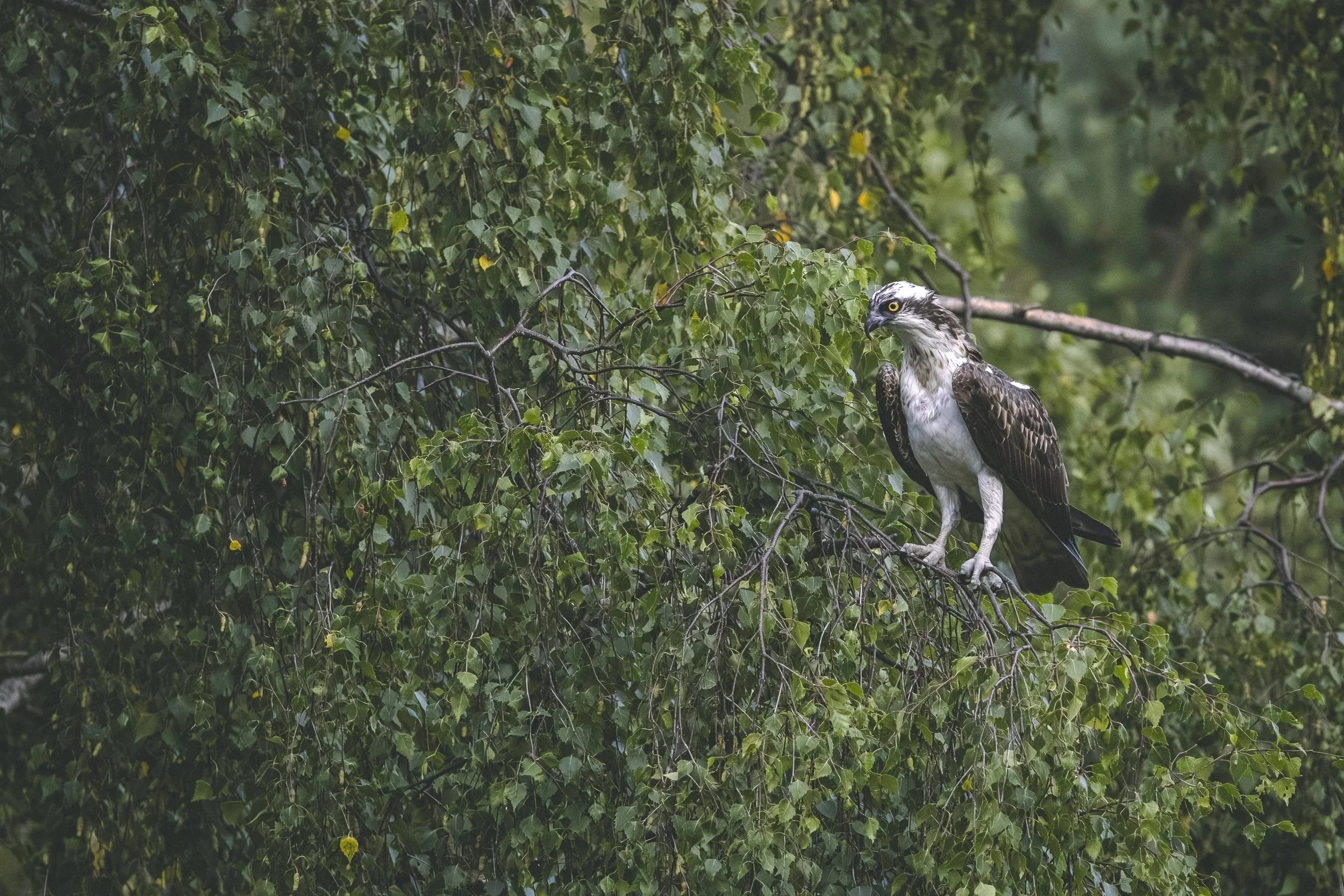 An osprey perched on a branch in a dense leafy tree, looking to the right.
