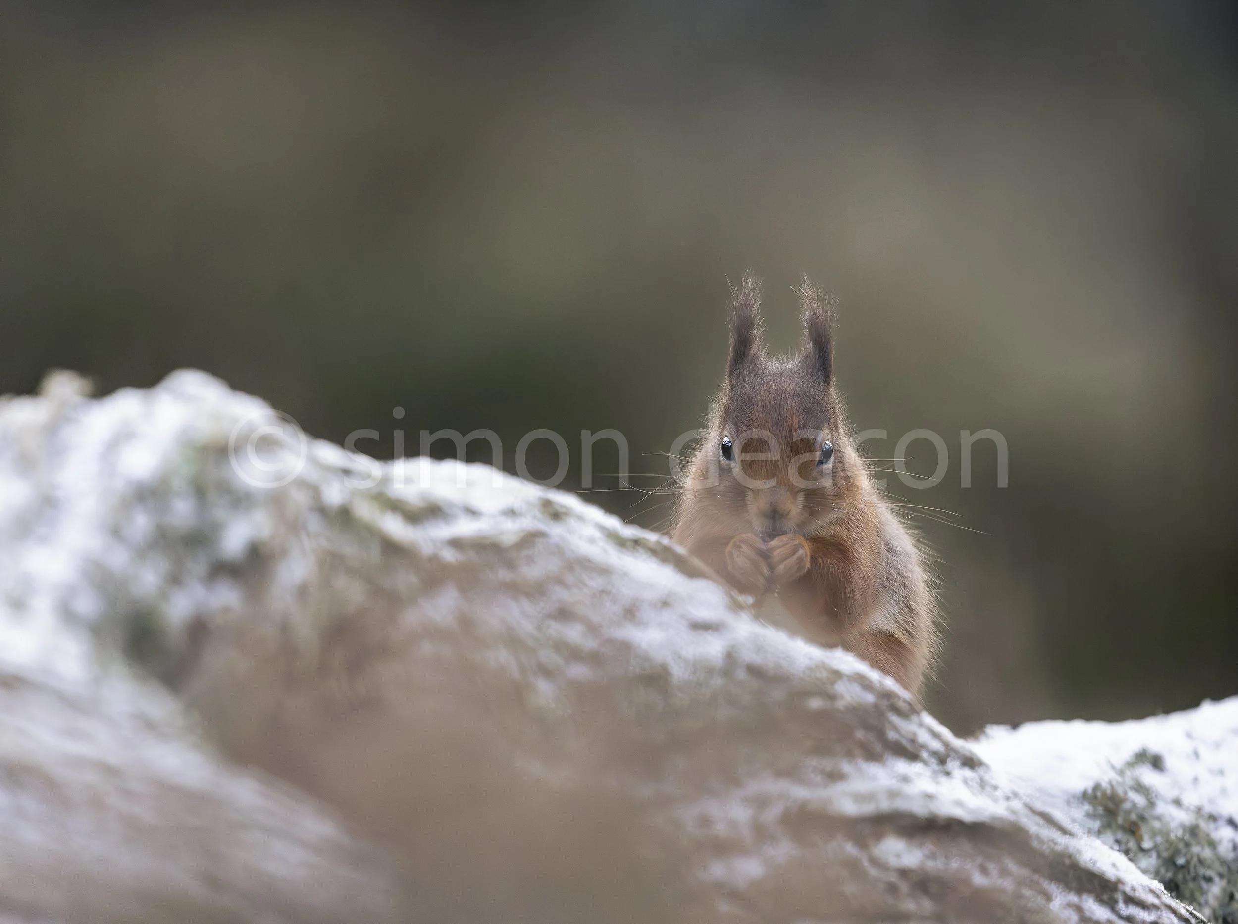 Snowy highland red squirrel