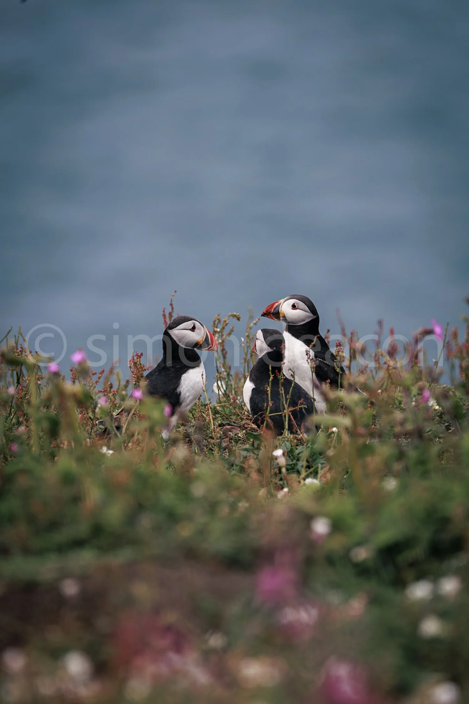 Puffin Gang